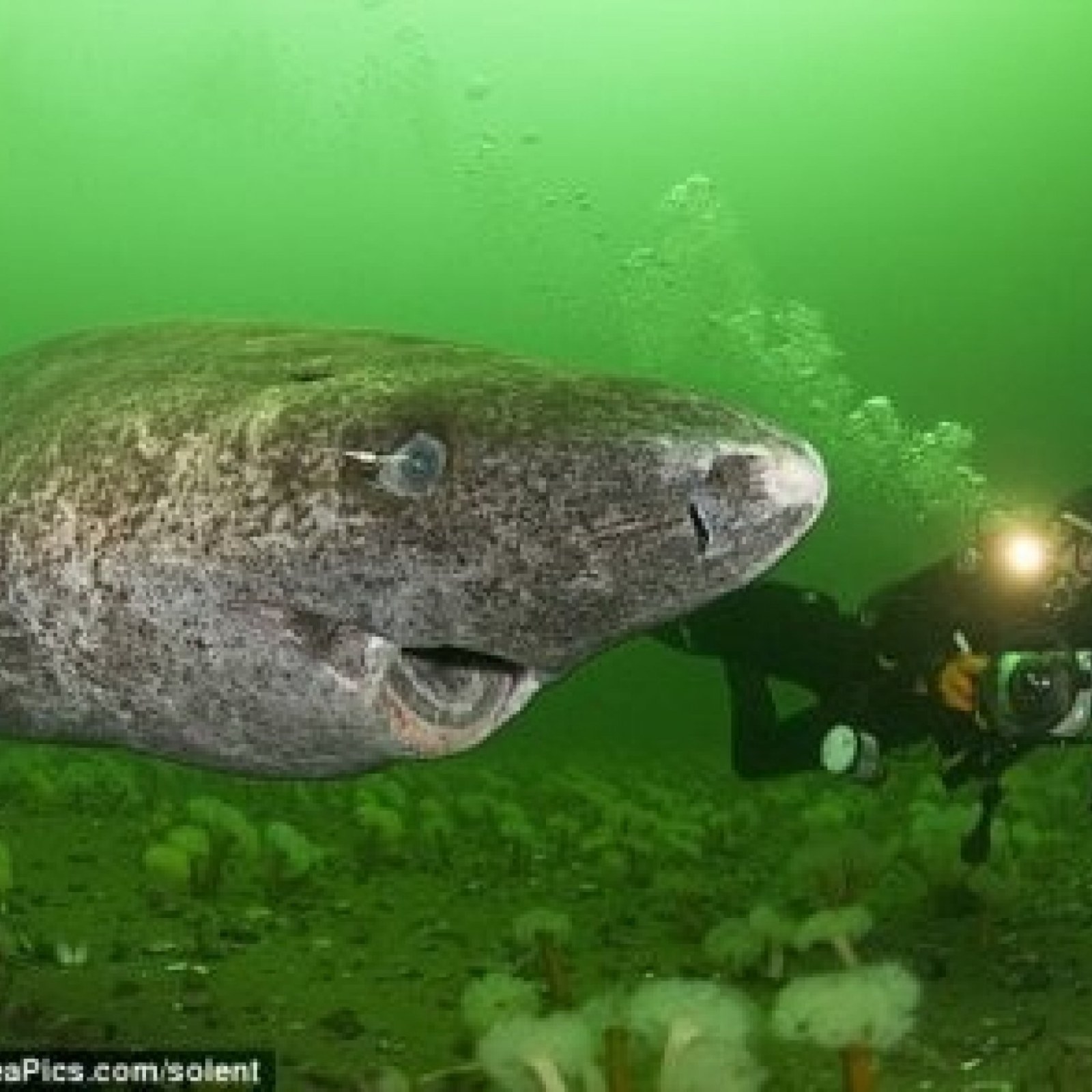 Greenland Shark That Eats Polar Bears Filmed by Diver [VIDEO]