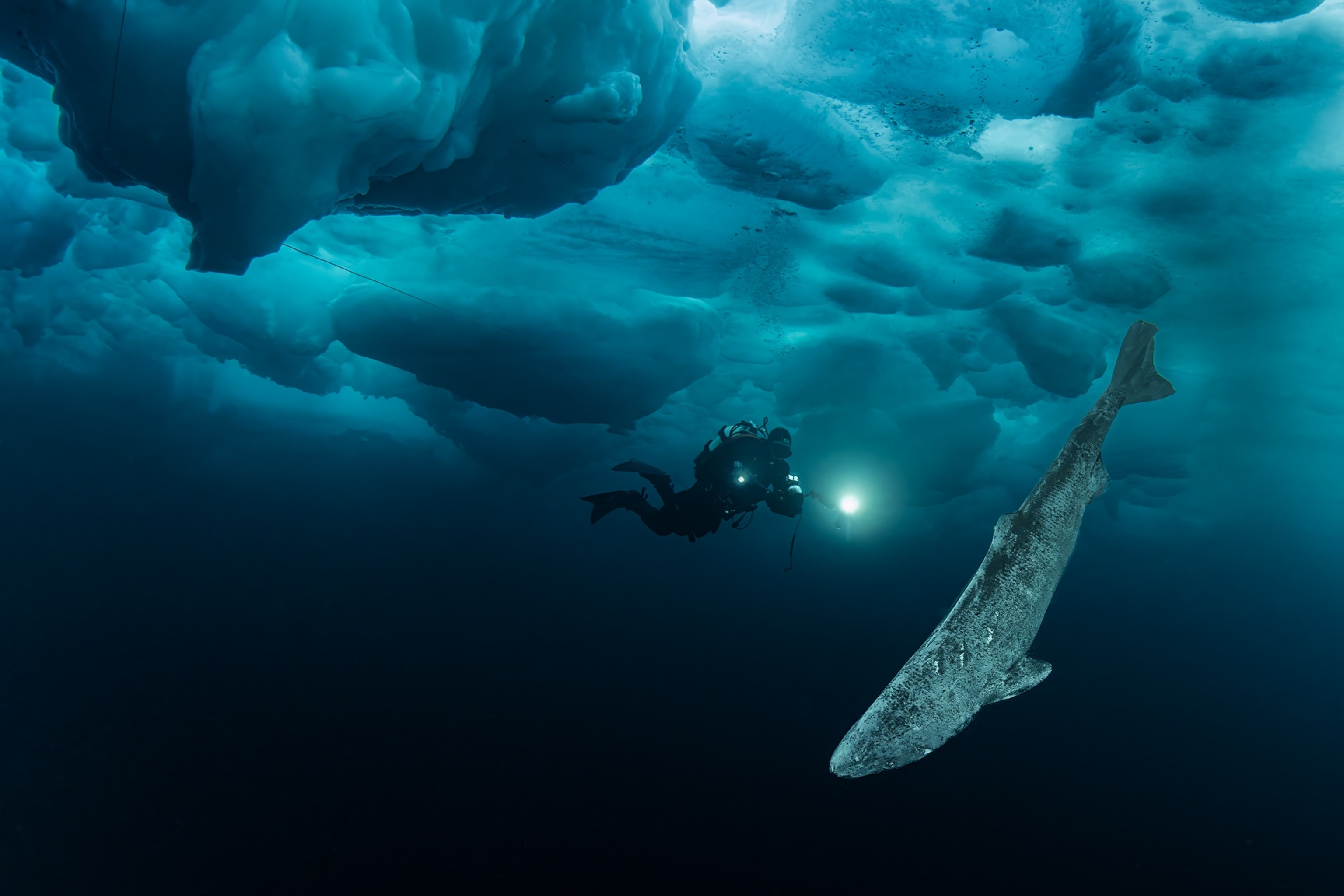 Greenland sharks can live for centuries. We're finally learning their genetic tricks