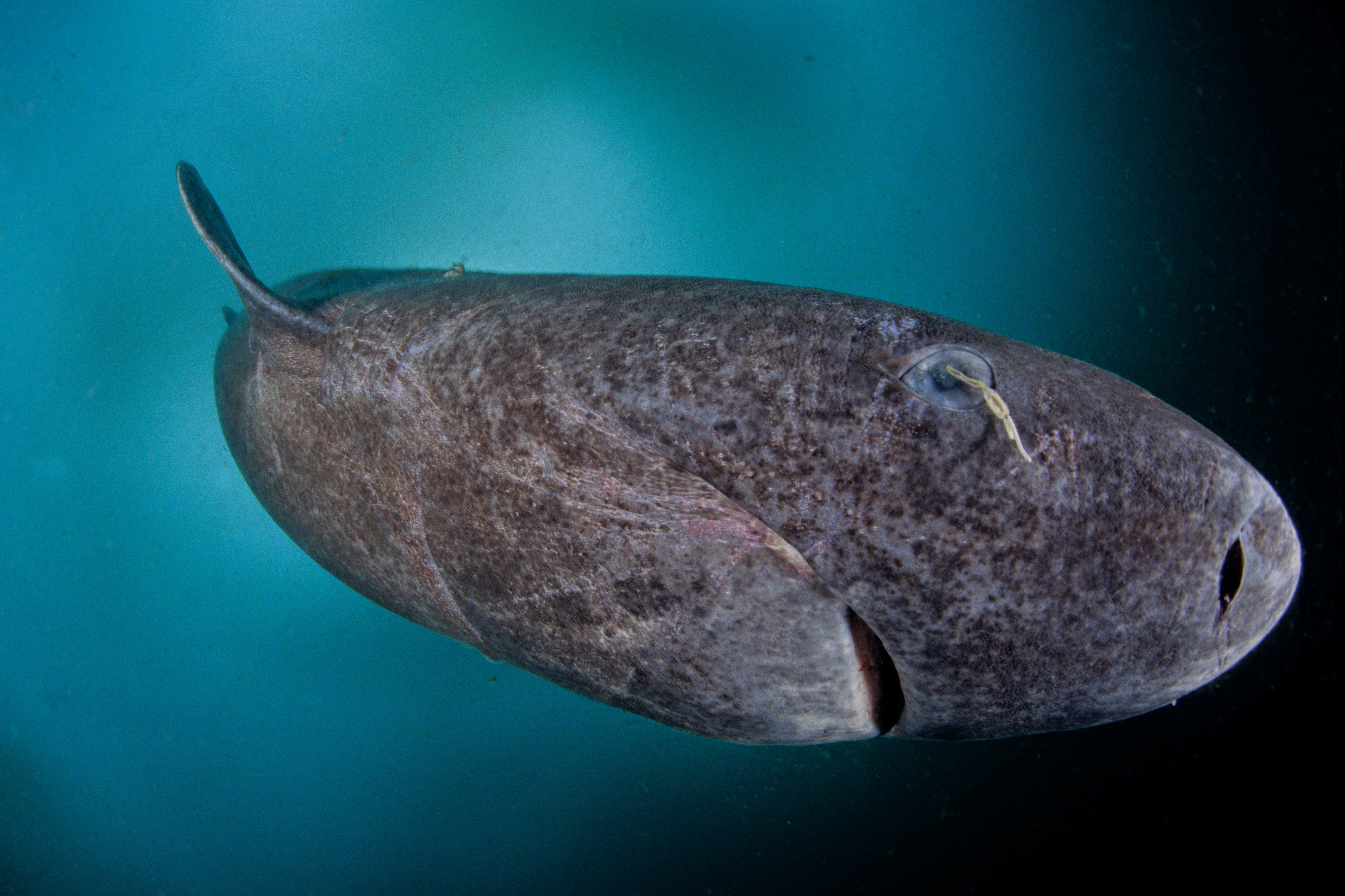 Caught on Camera: Ancient Greenland Sharks