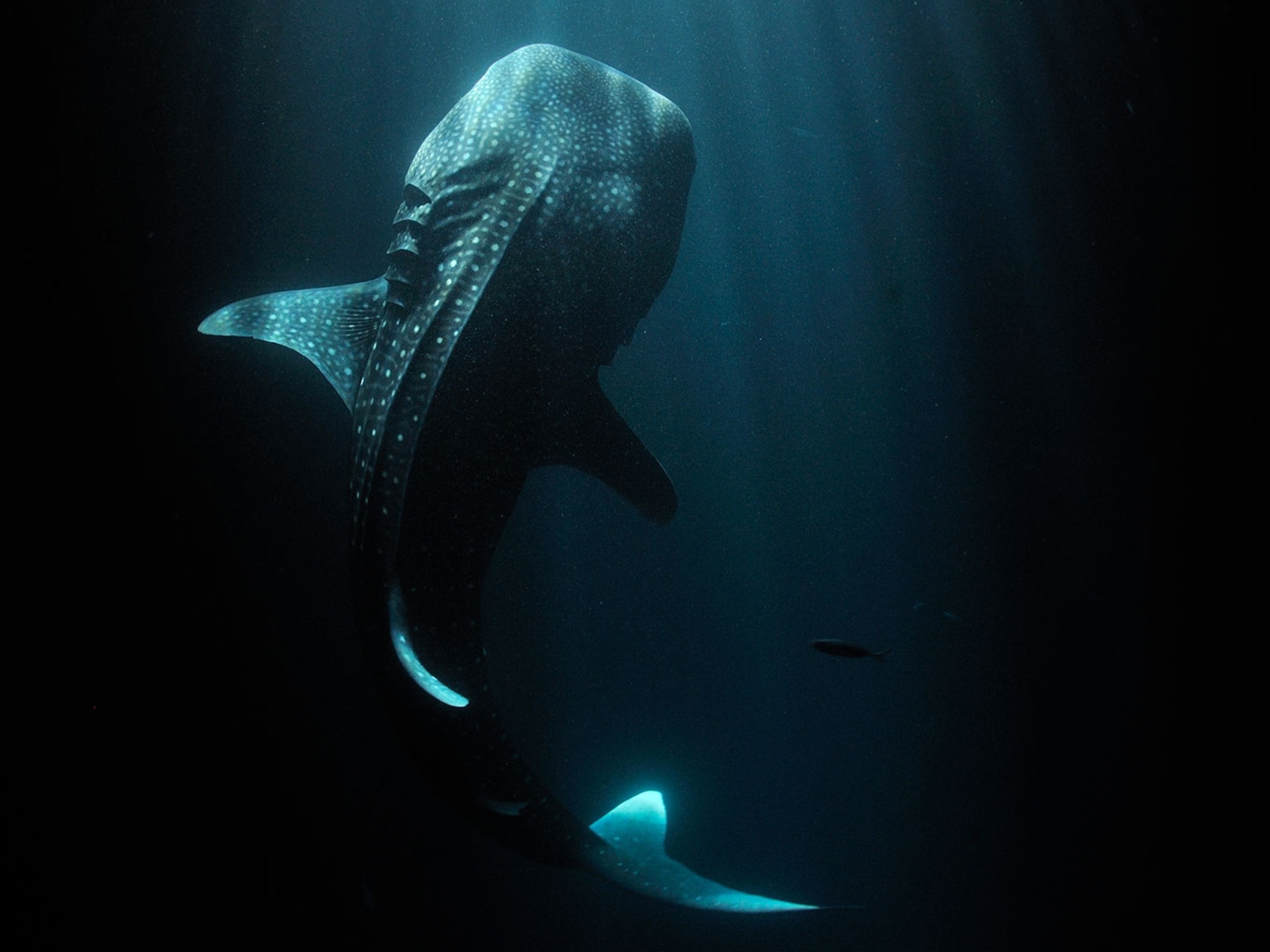 Greenland sharks can live for centuries. We're finally learning their genetic tricks