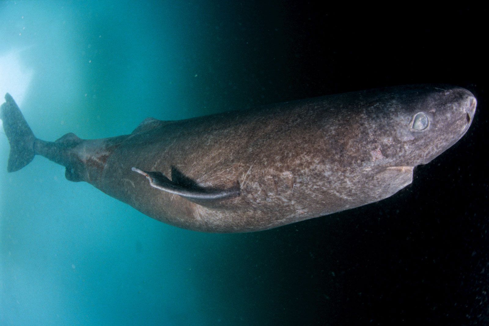 Greenland shark. Size, Age, & Facts