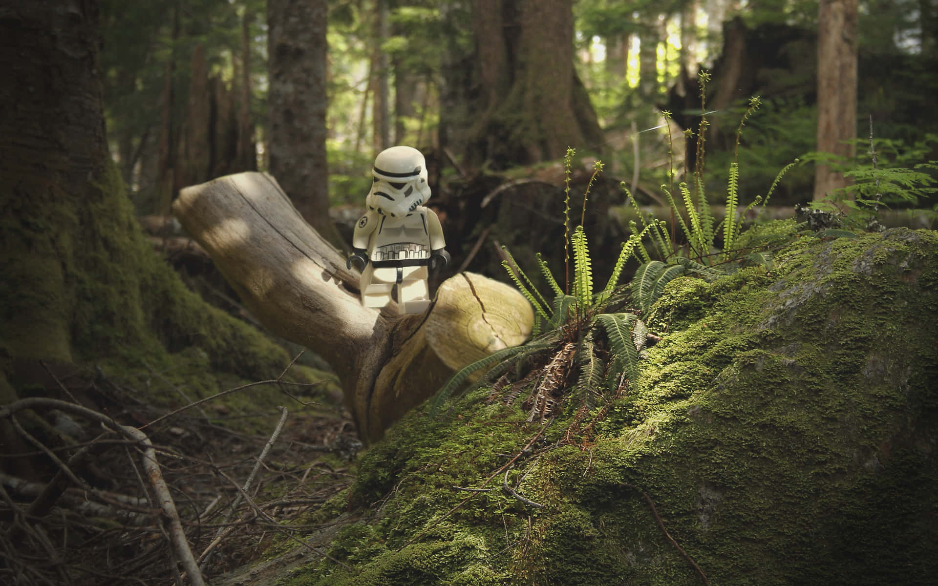 Download Enchanting Forest Landscape of Endor Wallpaper