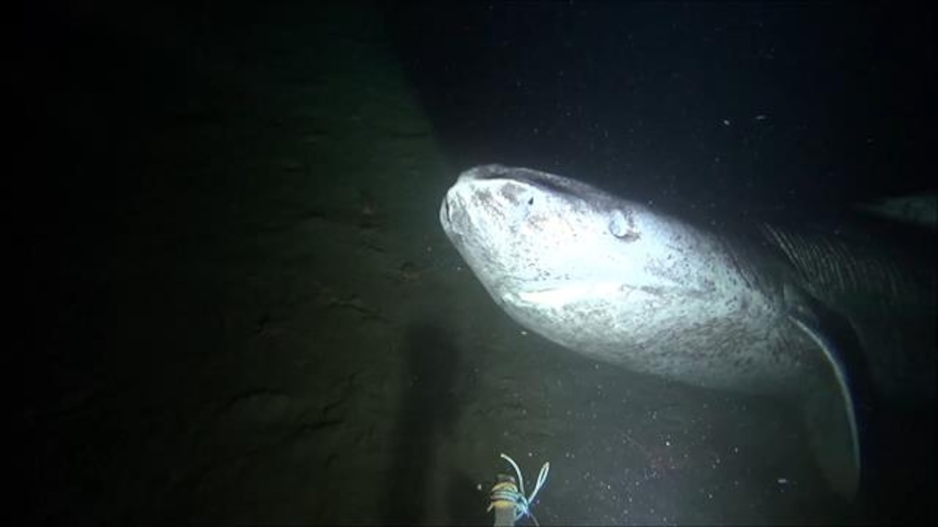 Greenland shark, facts and photo