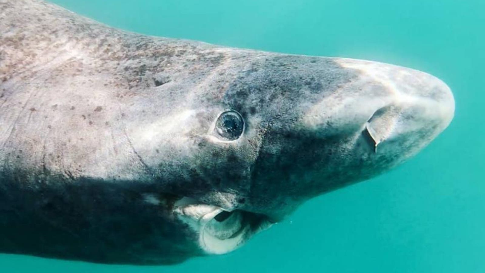 The Secret Lives Of Greenland Sharks