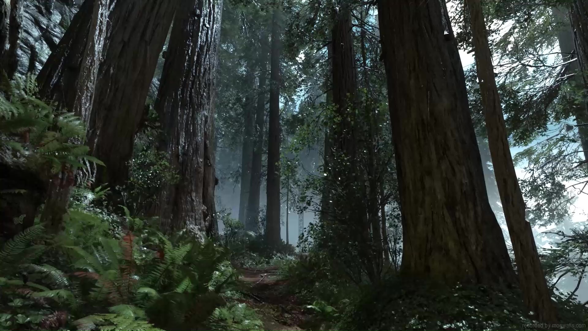 Forest Rain Star Wars: Battlefront Live Wallpaper