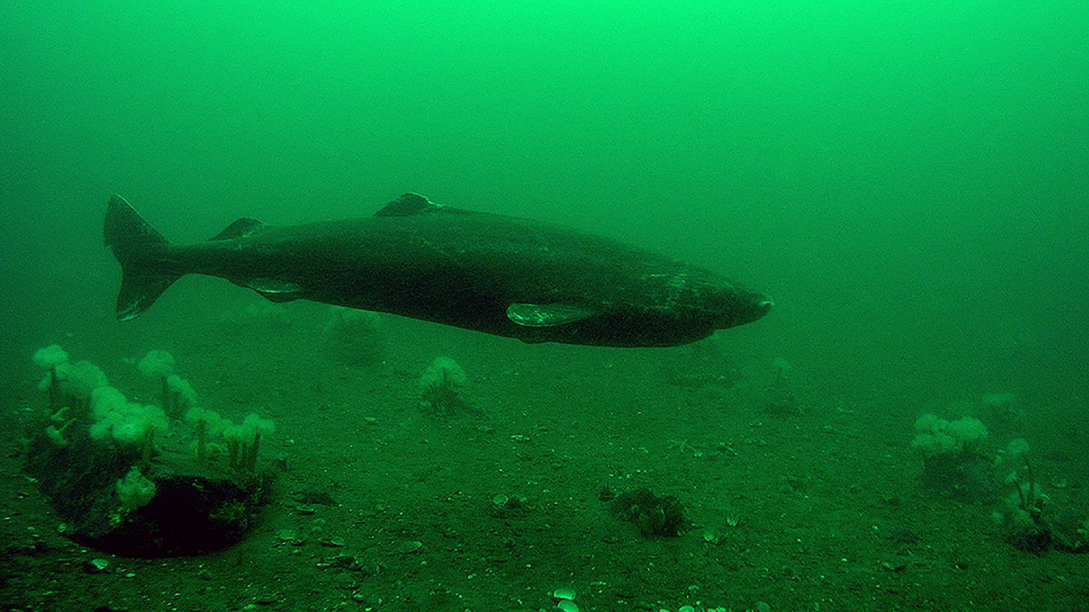 The truth about the Greenland shark?