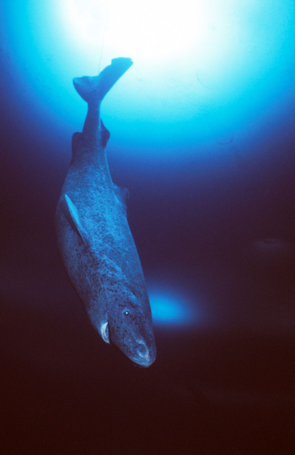 Absurd Creature of the Week: The Mystery of the Arctic's Toxic, Lethargic Shark