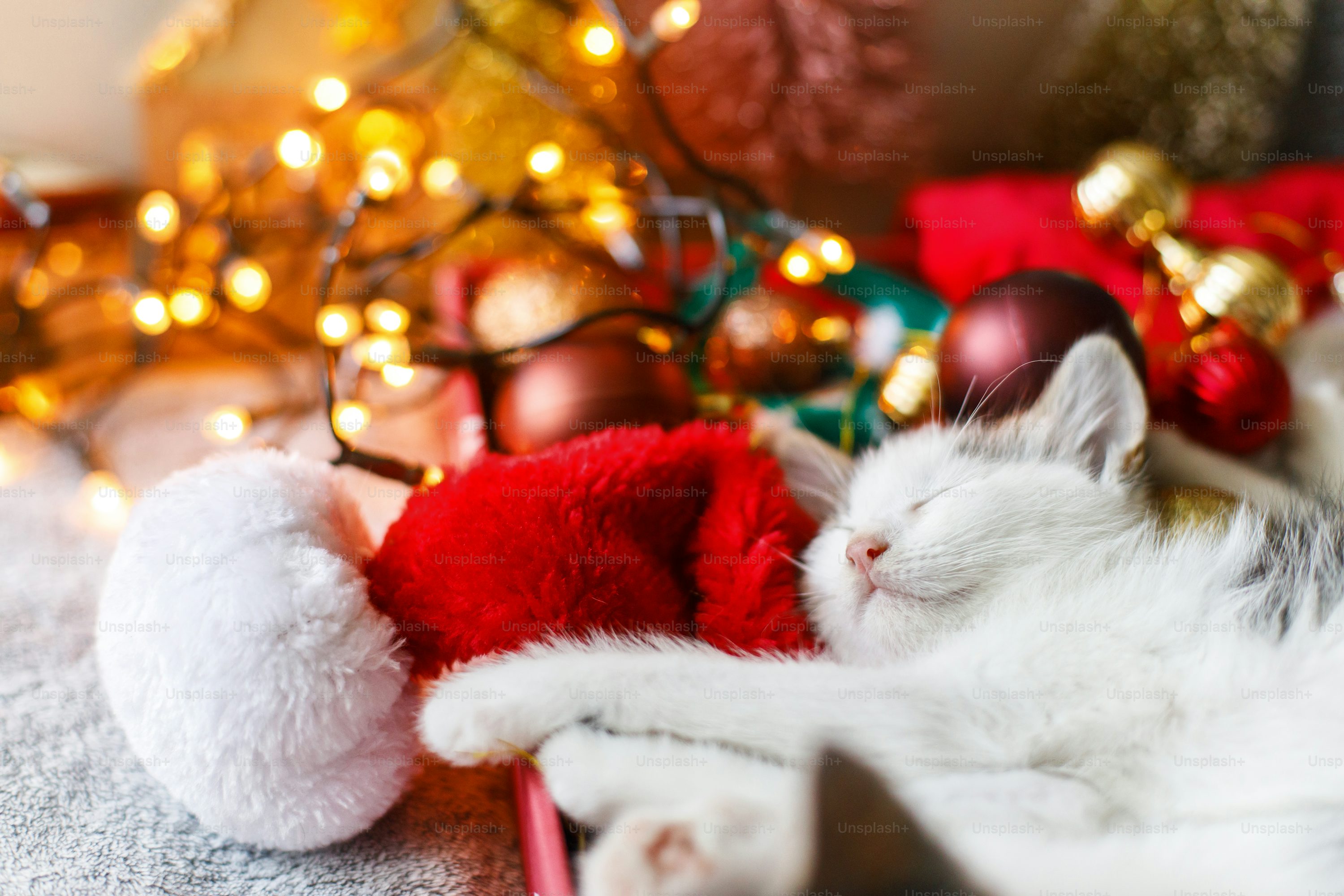 Christmas Cat Picture. Download Free Image