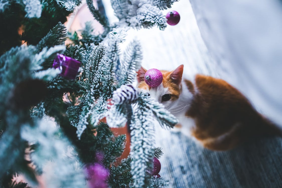 Cat under the Christmas Tree · Free