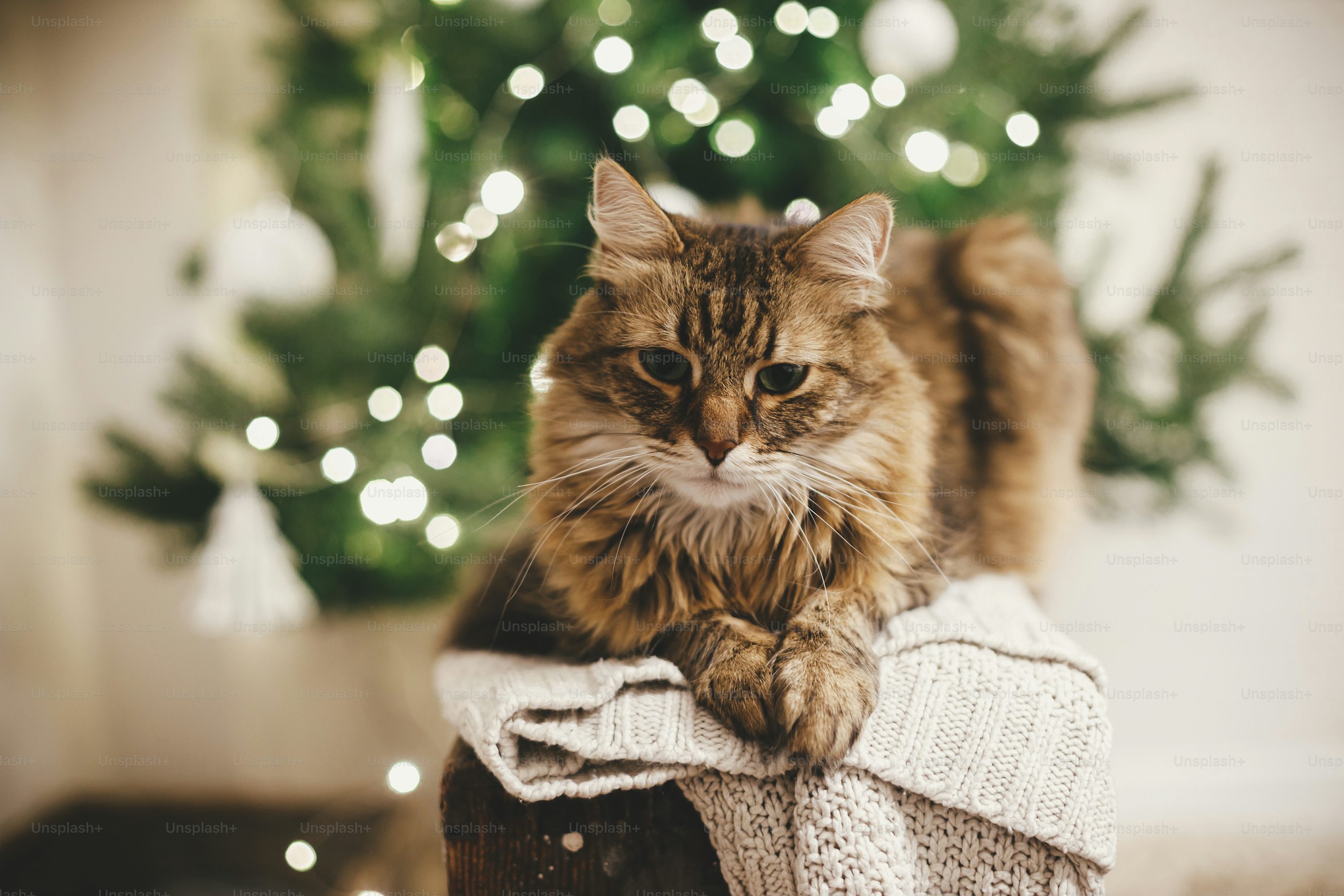 Winter Cat Picture. Download Free Image