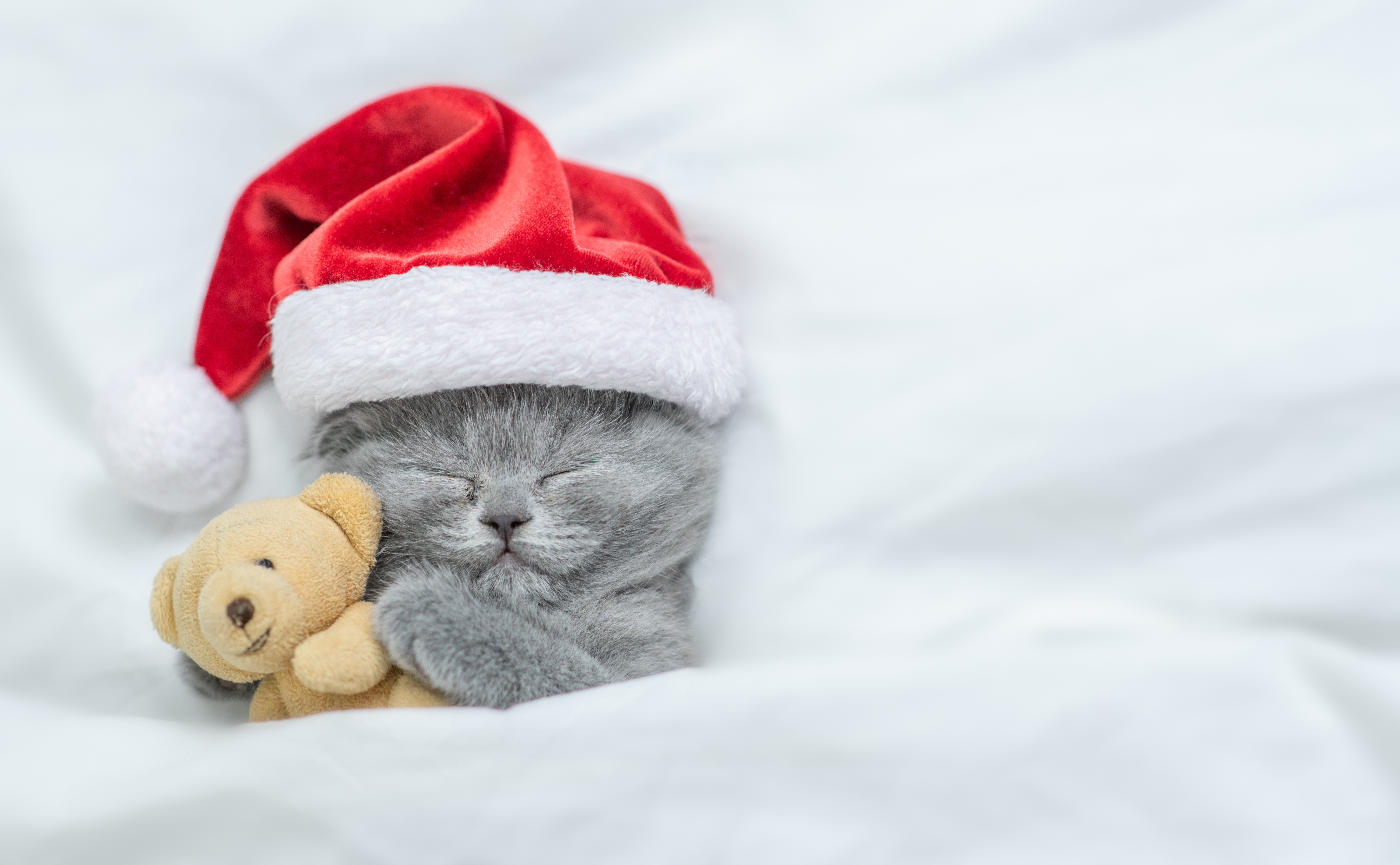 Wallpaper Christmas, kitty, Christmas, kitten, gift, teddy bear, cute, sleeping for mobile and desktop, section новый год, resolution 7979x4928