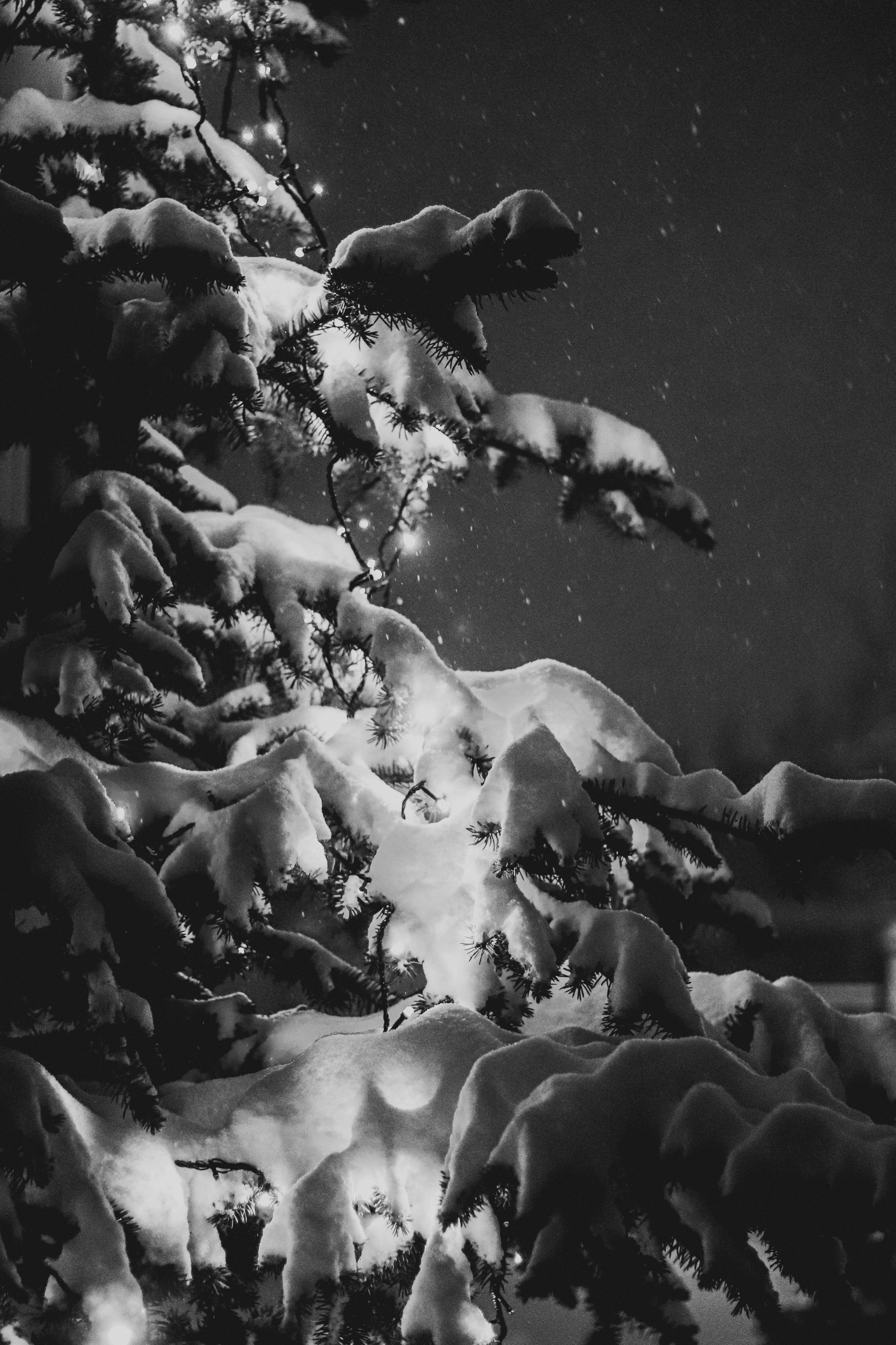 A Grayscale of a Snow Covered Christmas Tree · Free