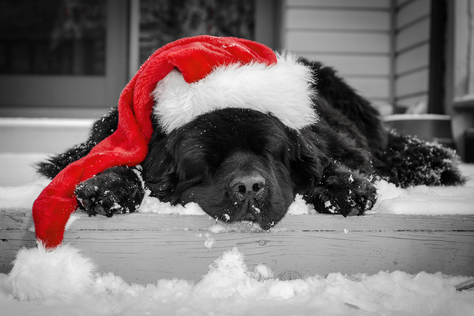 Christmas Black Puppy with Santa Hat Wallpaper​-Quality Free Image and Transparent PNG Clipart