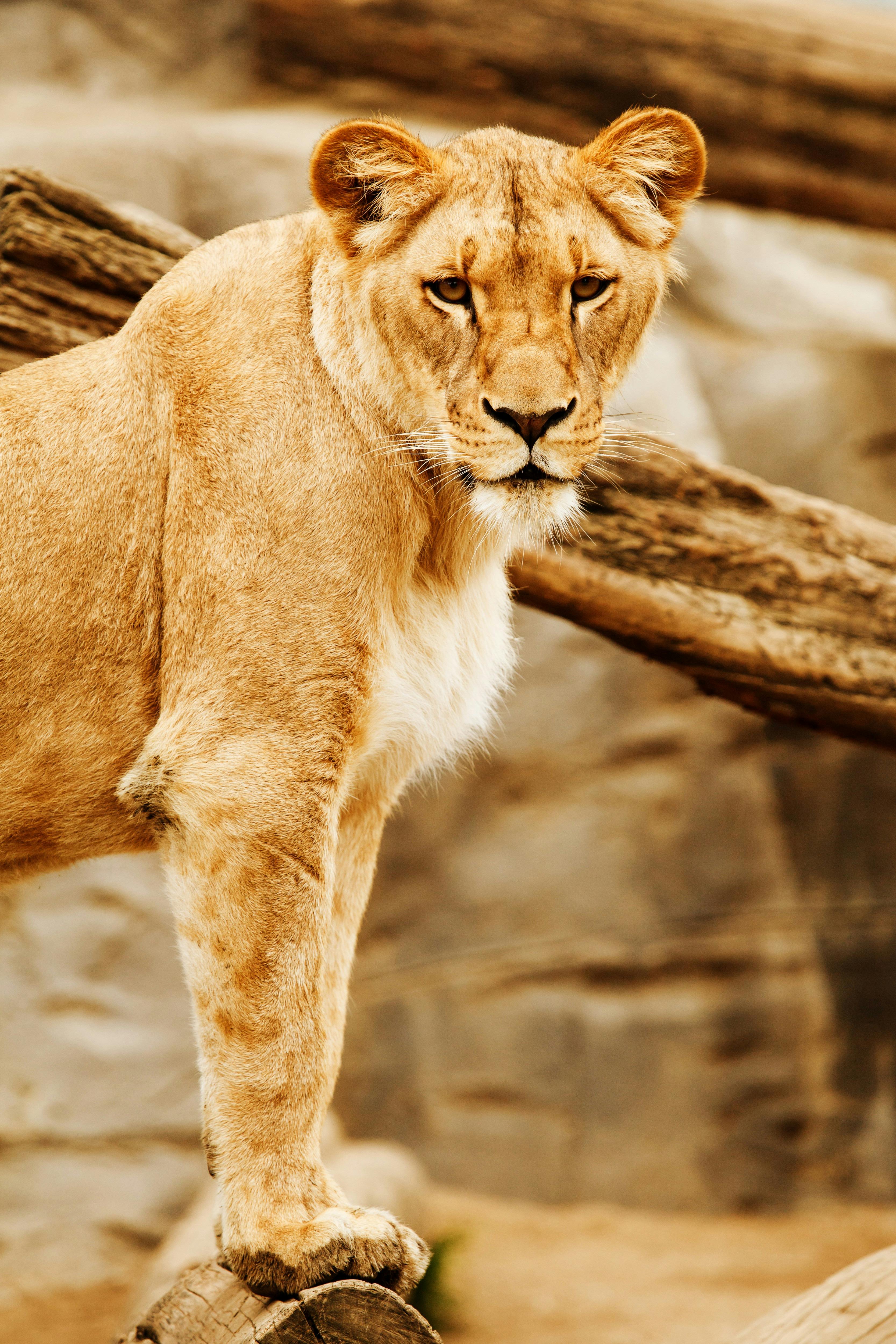 Lioness Beside on Brown Wood · Free