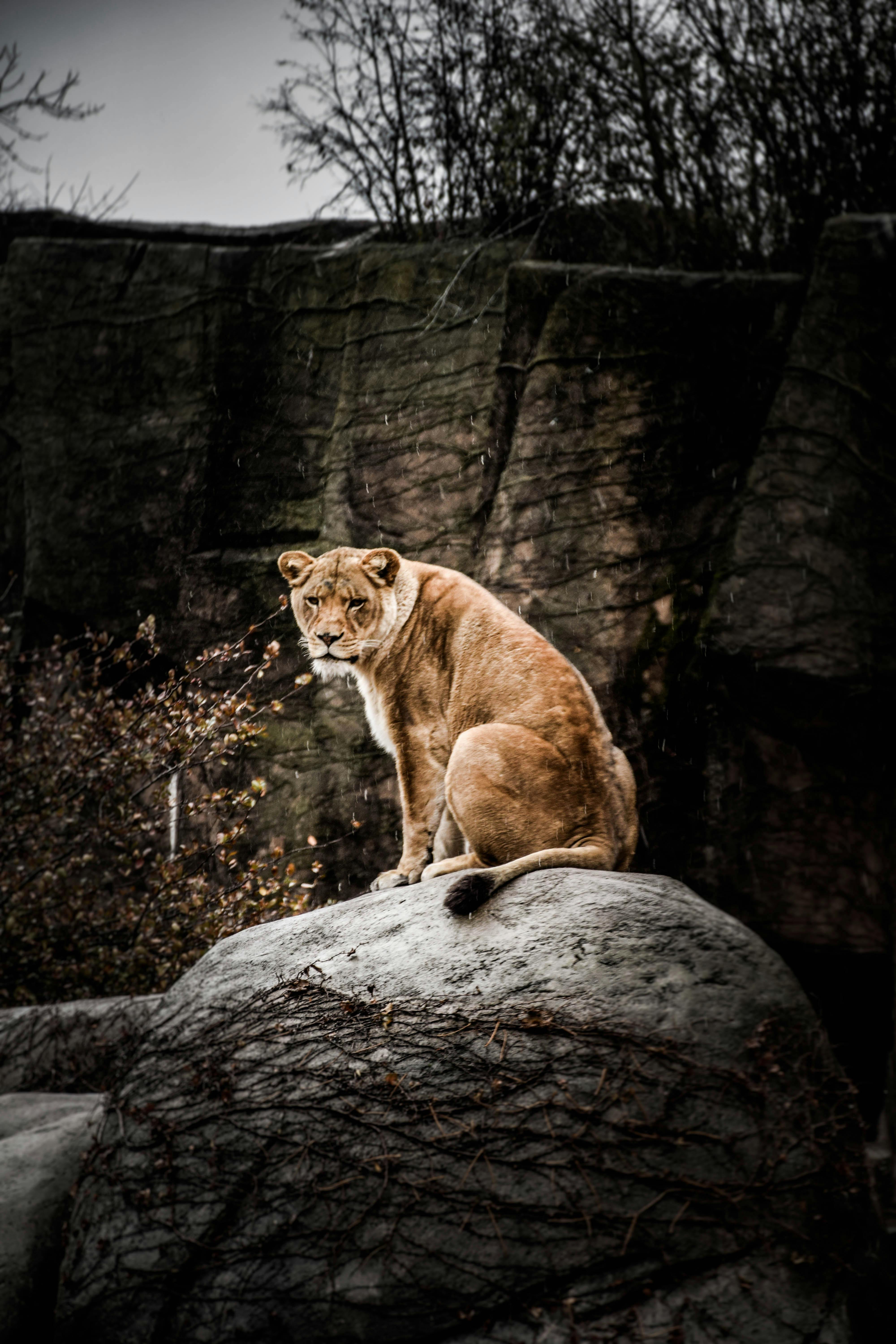 Lioness Photo, Download The BEST Free Lioness & HD Image