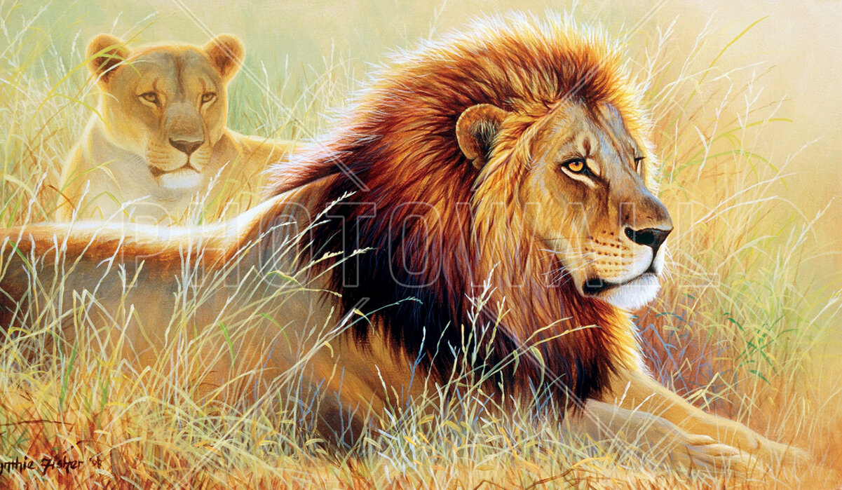 Lion and Lioness