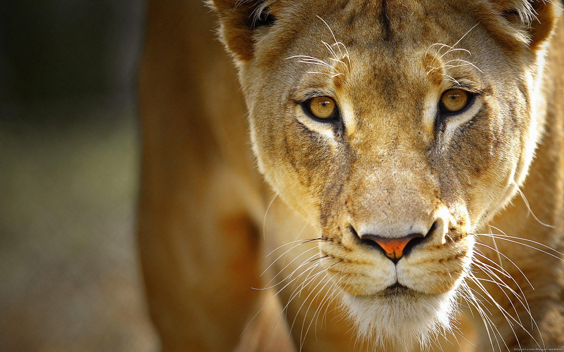 Majestic Lioness Close Up HD Wallpaper