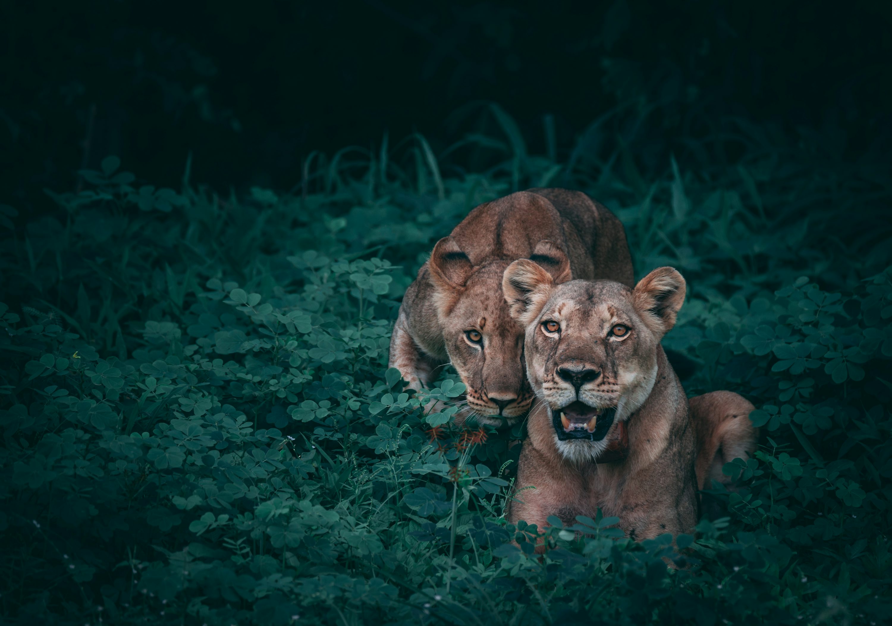 Lioness Picture. Download Free Image