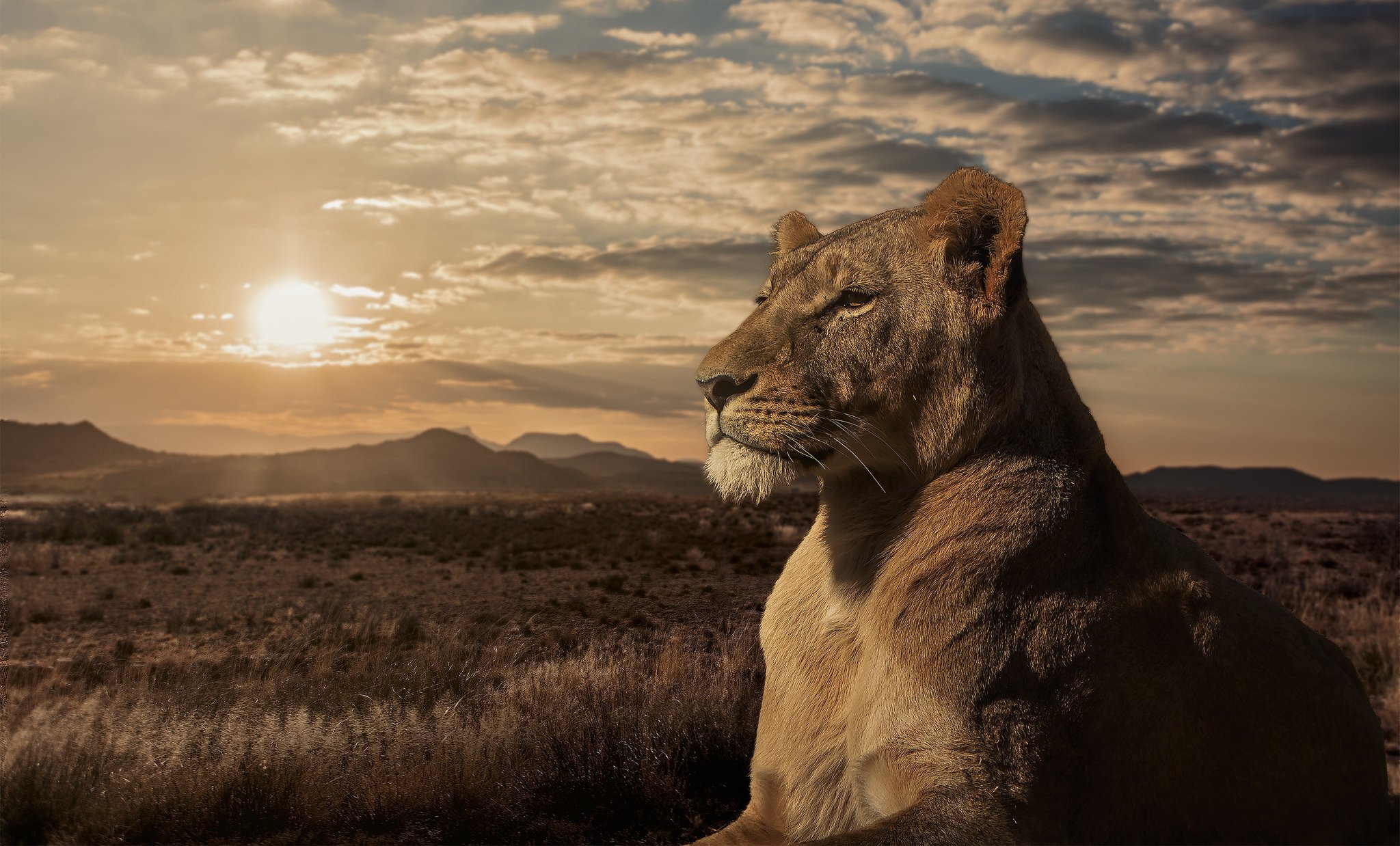 lion, Lioness, Savannah, Sunset Wallpaper HD / Desktop and Mobile Background
