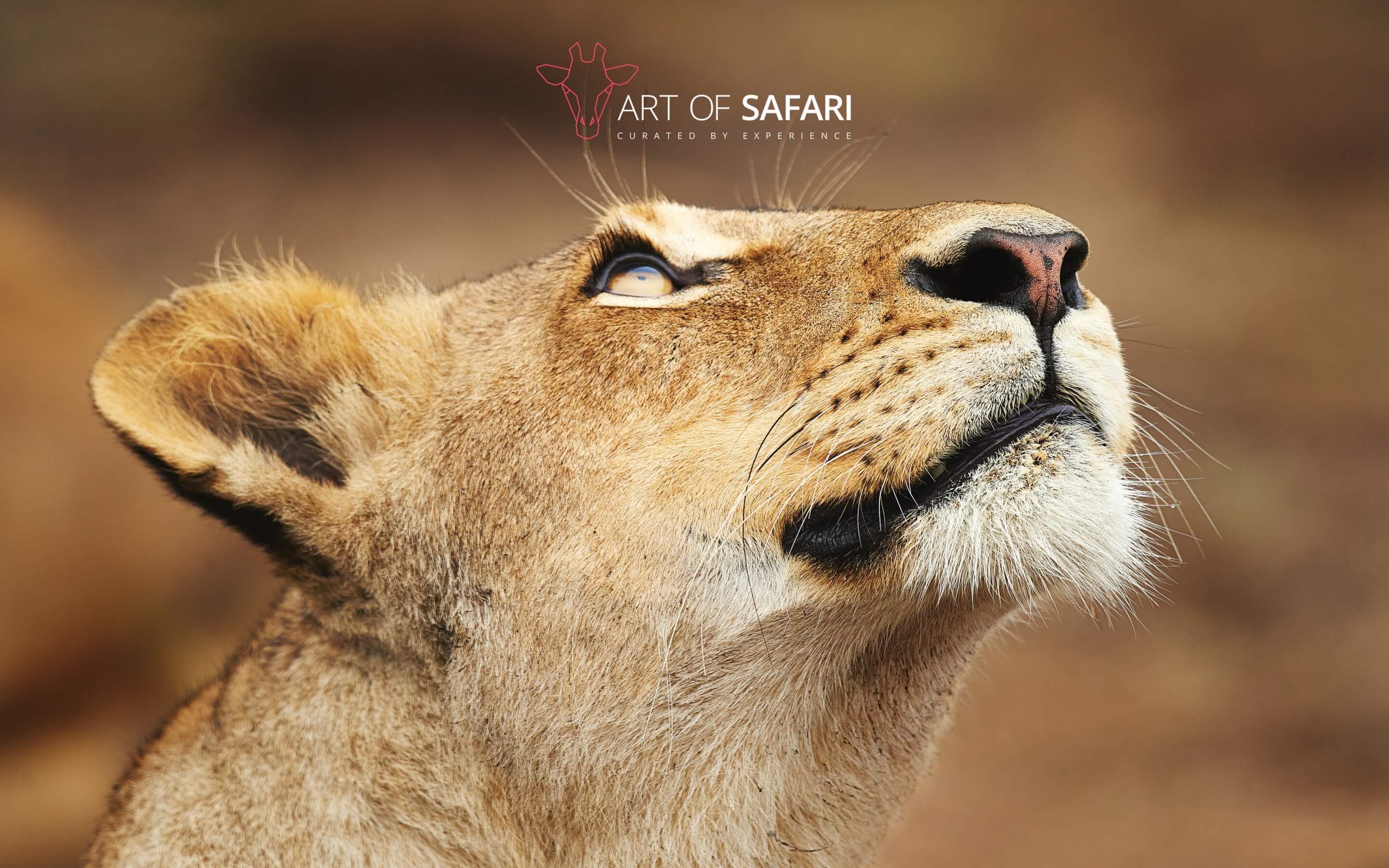 Wallpaper. A Lioness Looking At The Sky. Art Of Safari