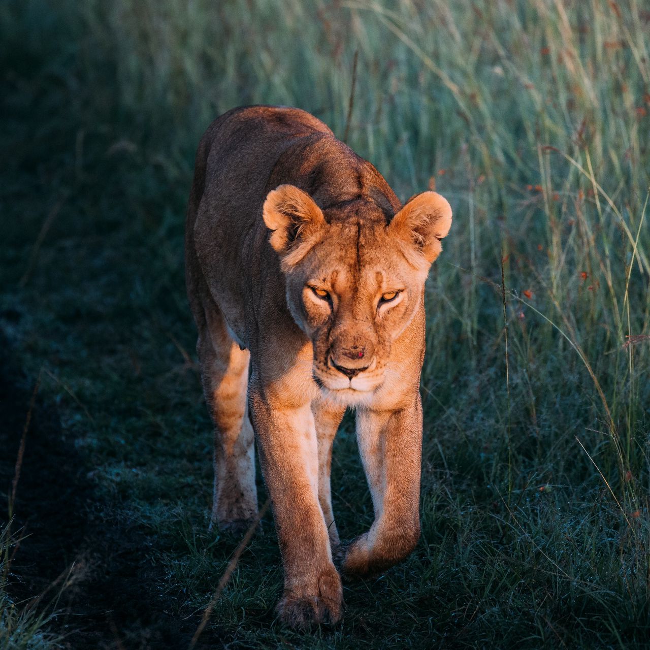Download wallpaper 1280x1280 lioness, lion, predator, grass, walk ipad, ipad 2, ipad mini for parallax HD background
