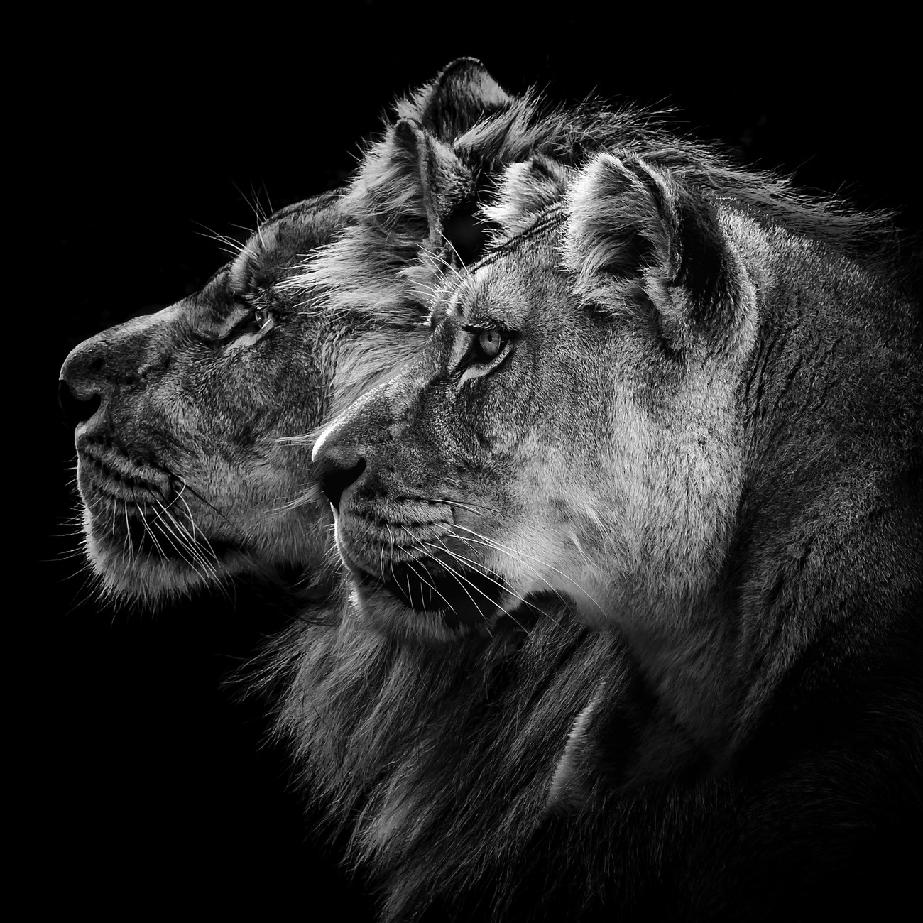 Poster Lion and lioness portrait