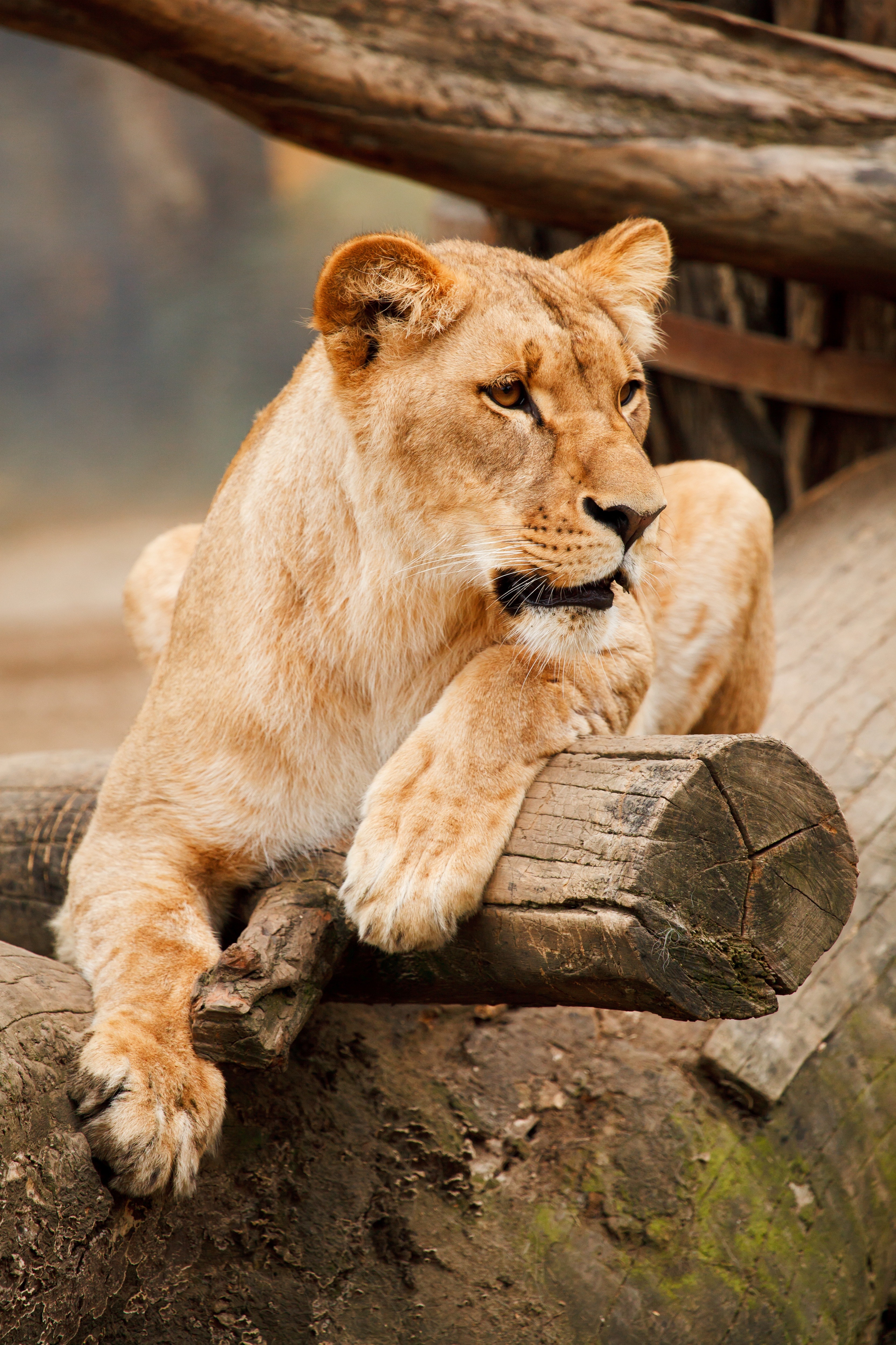 Free photo: Brown Lioness, Log, Wildlife