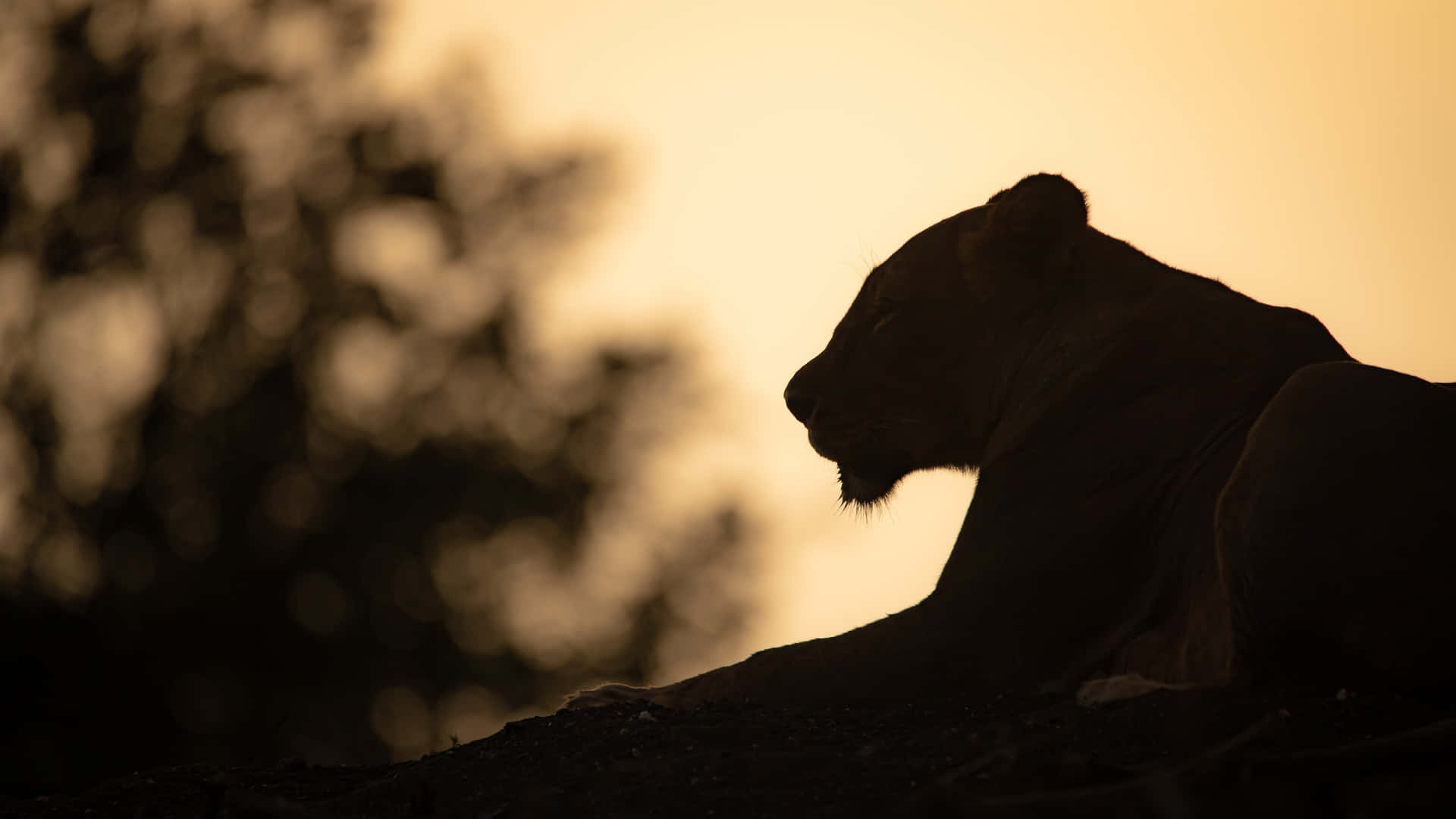 Download Silhouette Of A Lioness Wallpaper