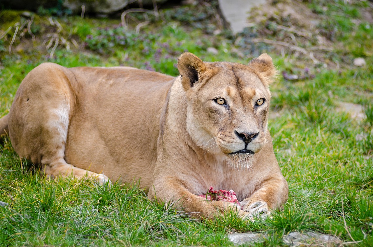 Lioness Female Lion Mammal Wild