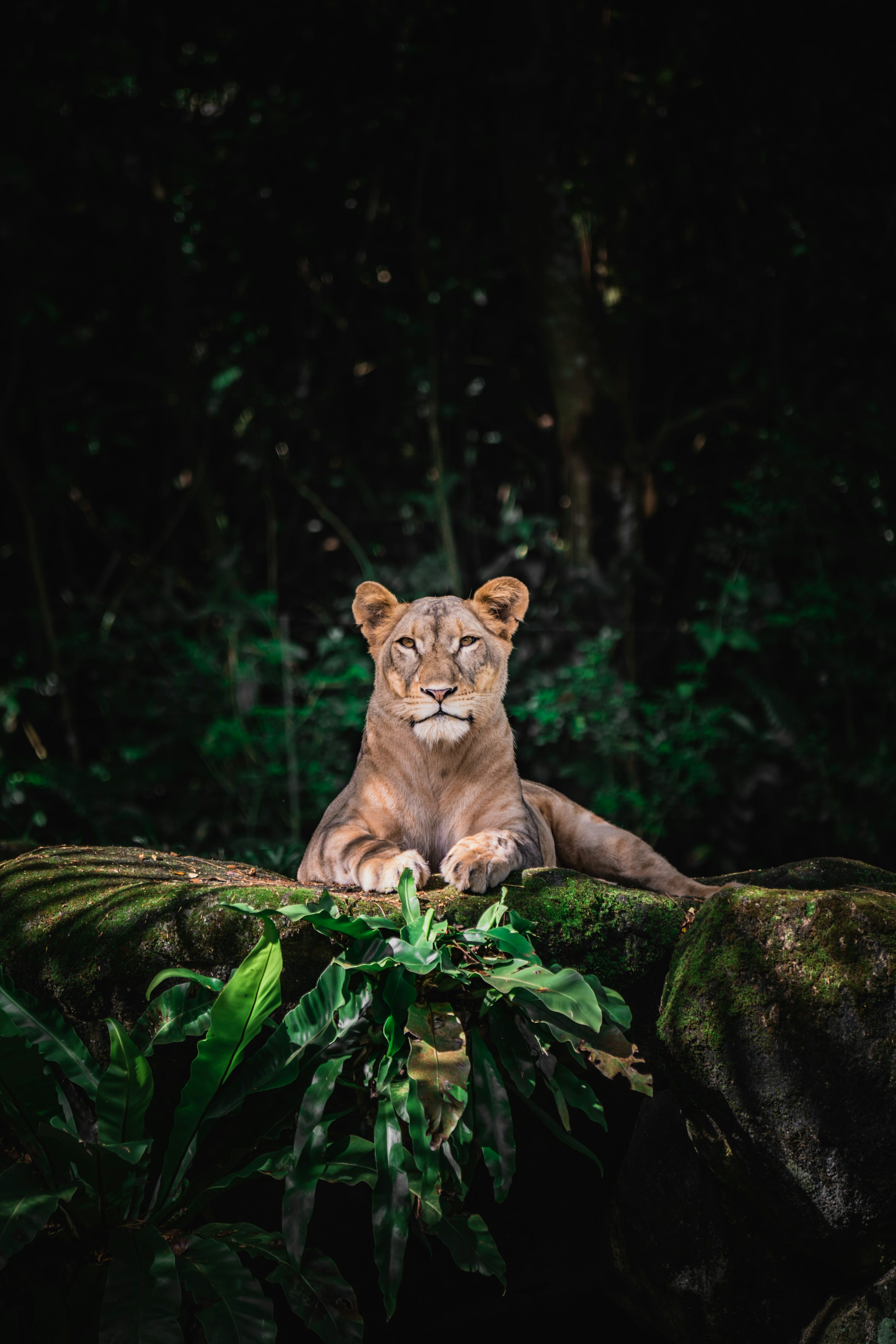 Lioness Picture. Download Free Image