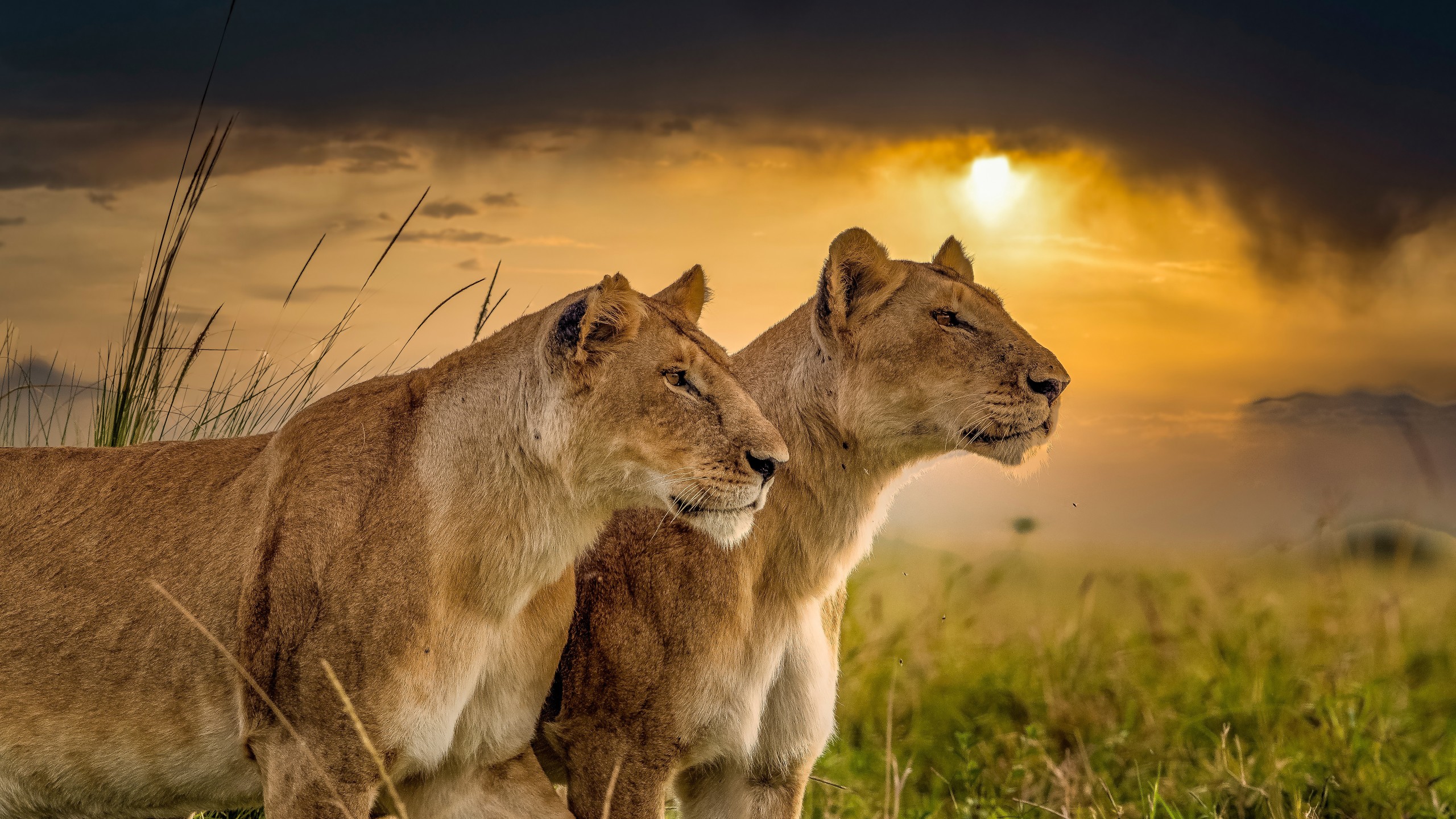 Big Cat Lioness Predator In Sunset Background 4K 5K HD Lion Wallpaper