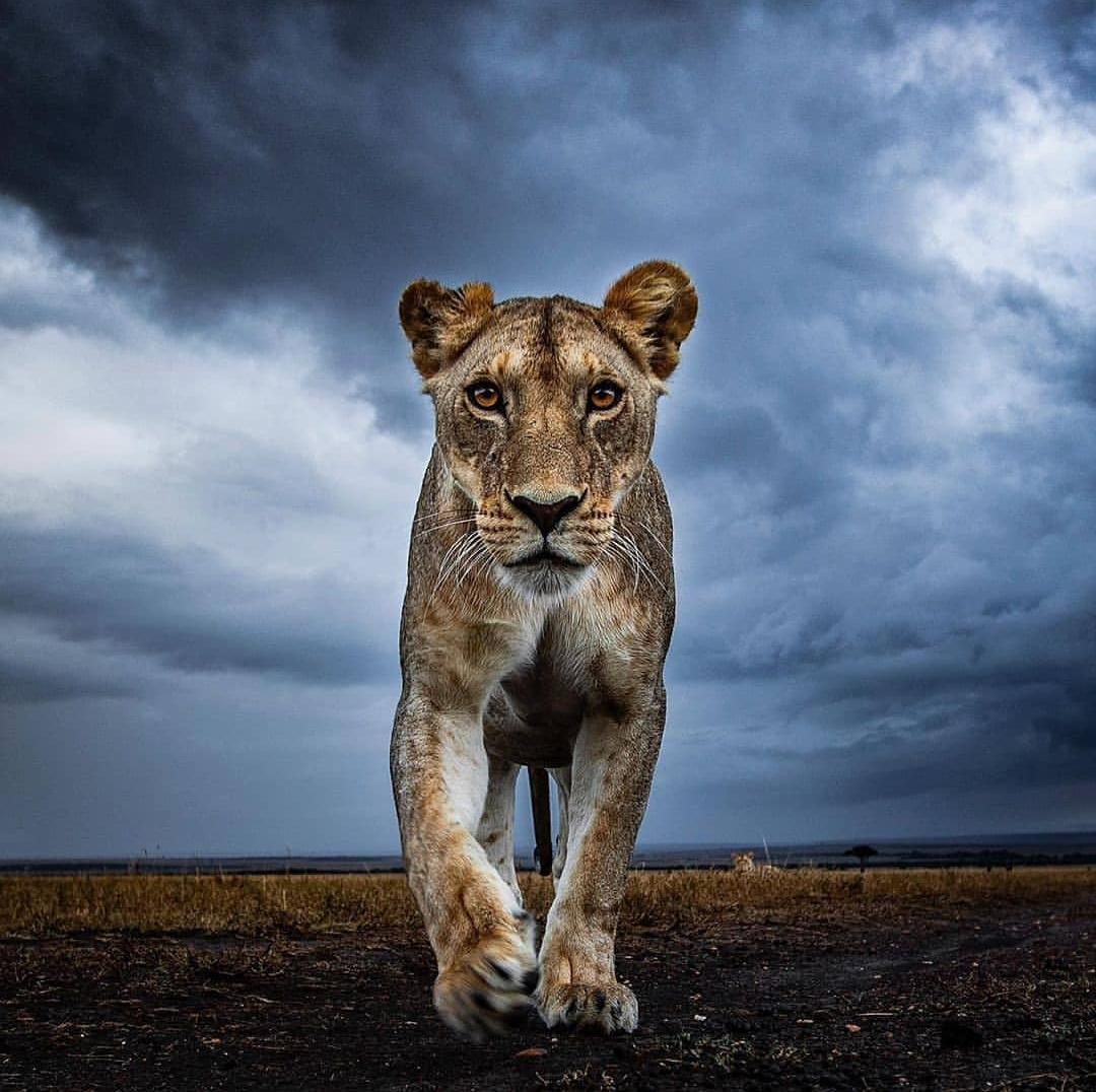 All hail the queen. A beautiful picture of a lioness from Serengeti national park, Tanzania