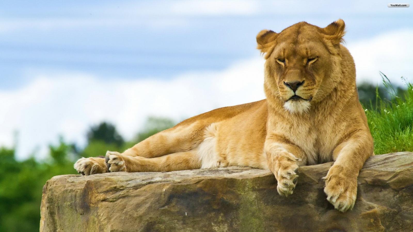 Lioness HD Wallpaper 19429
