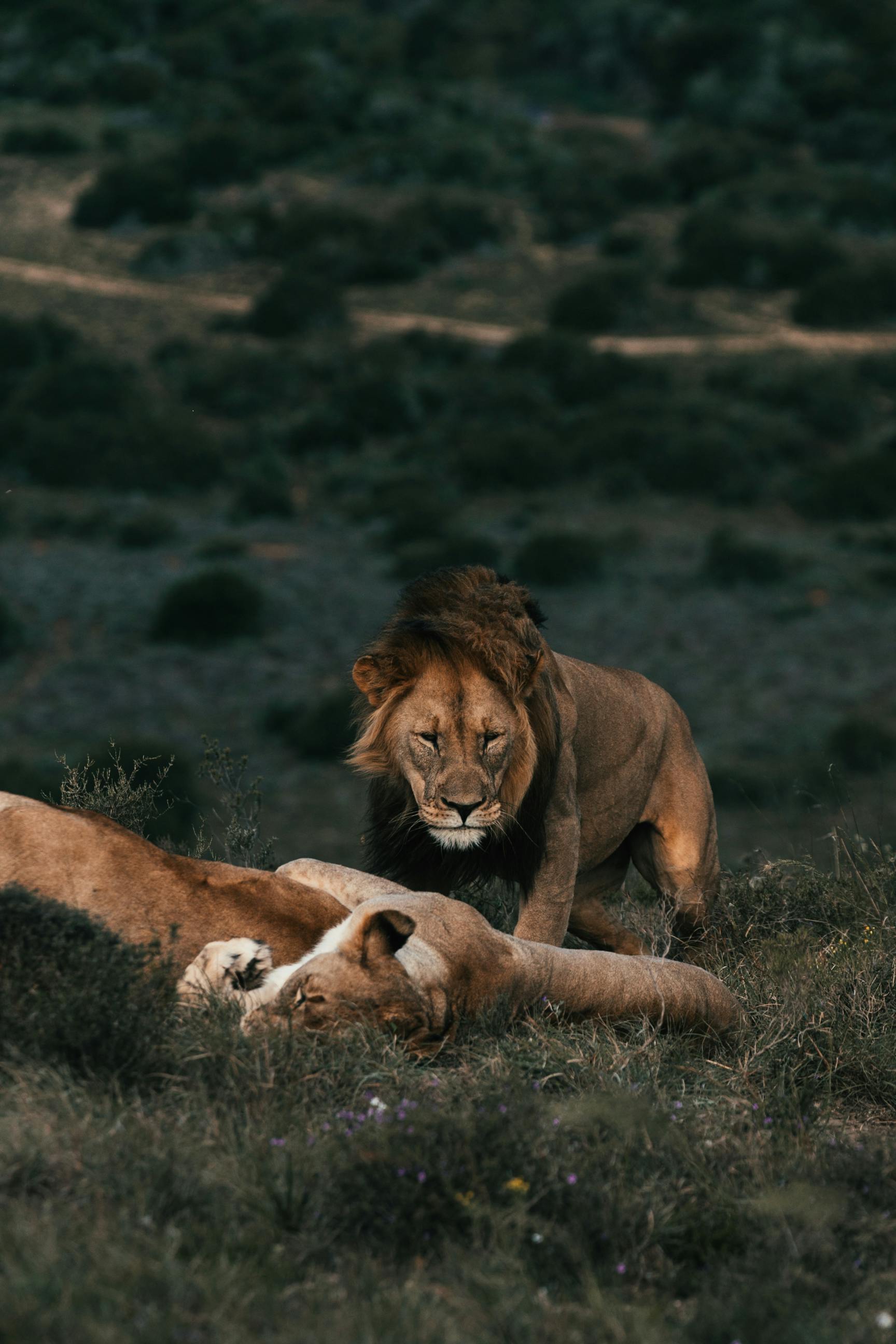 Wild lionesses and lion relaxing on grass · Free