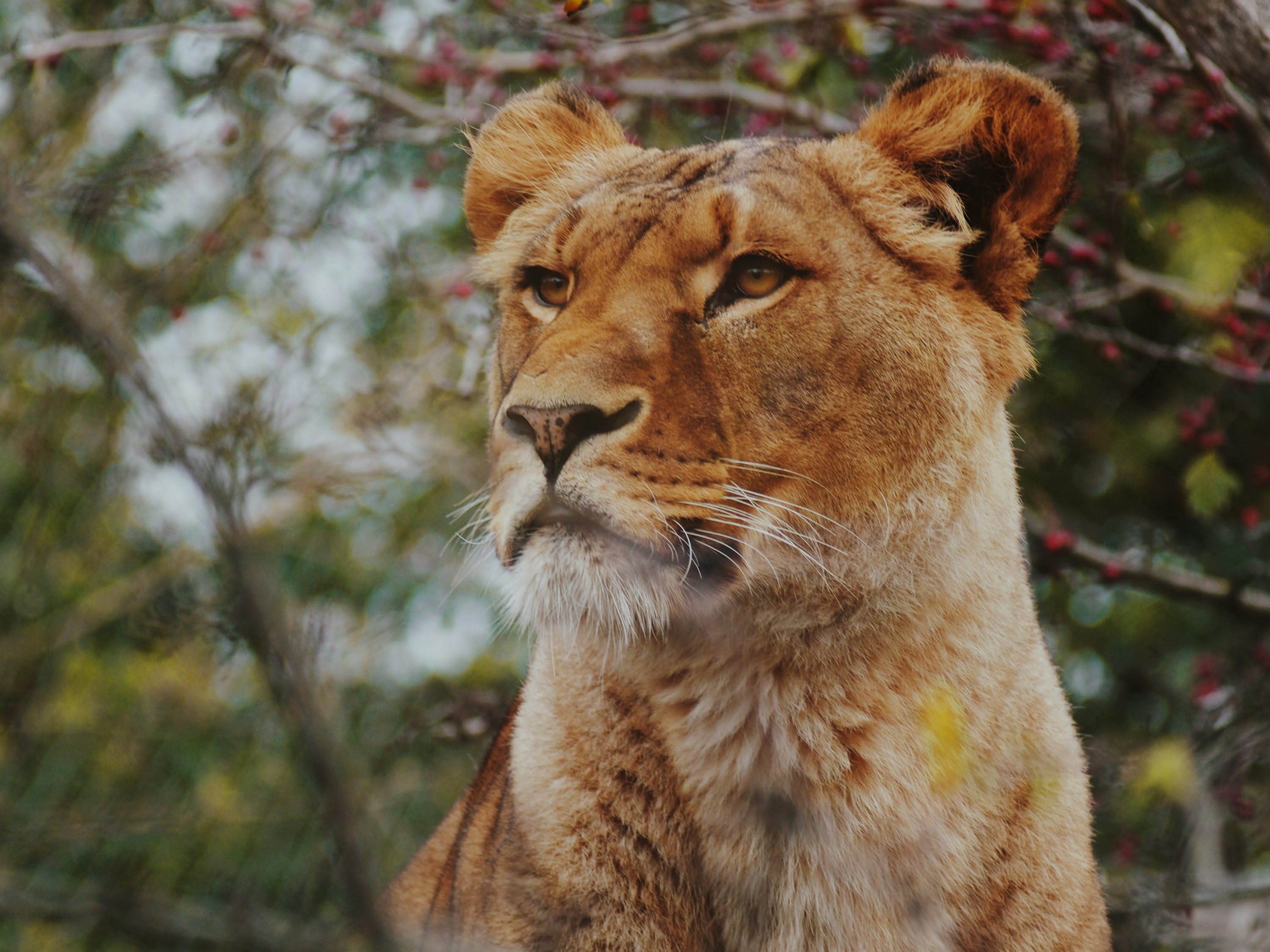 Lioness Picture. Download Free Image