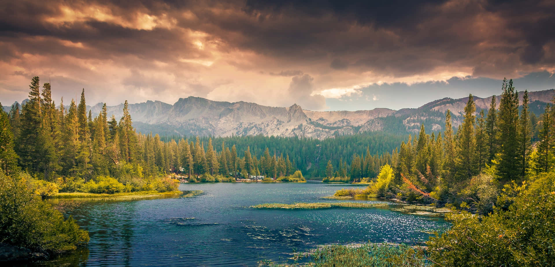 Download Idyllic Trees Wallpaper