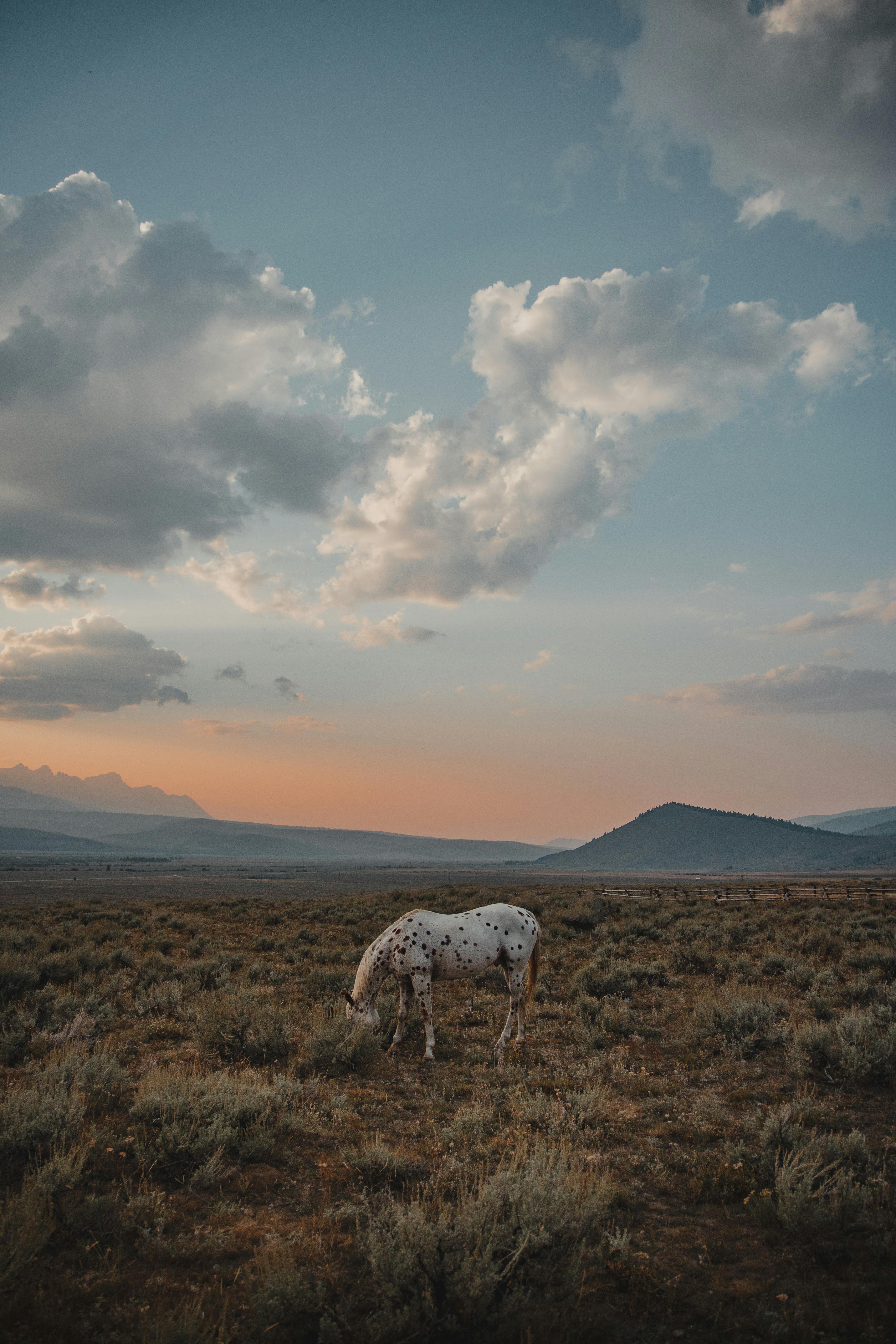 Idyllic Sunset Grazing in Idaho Mountains · Free