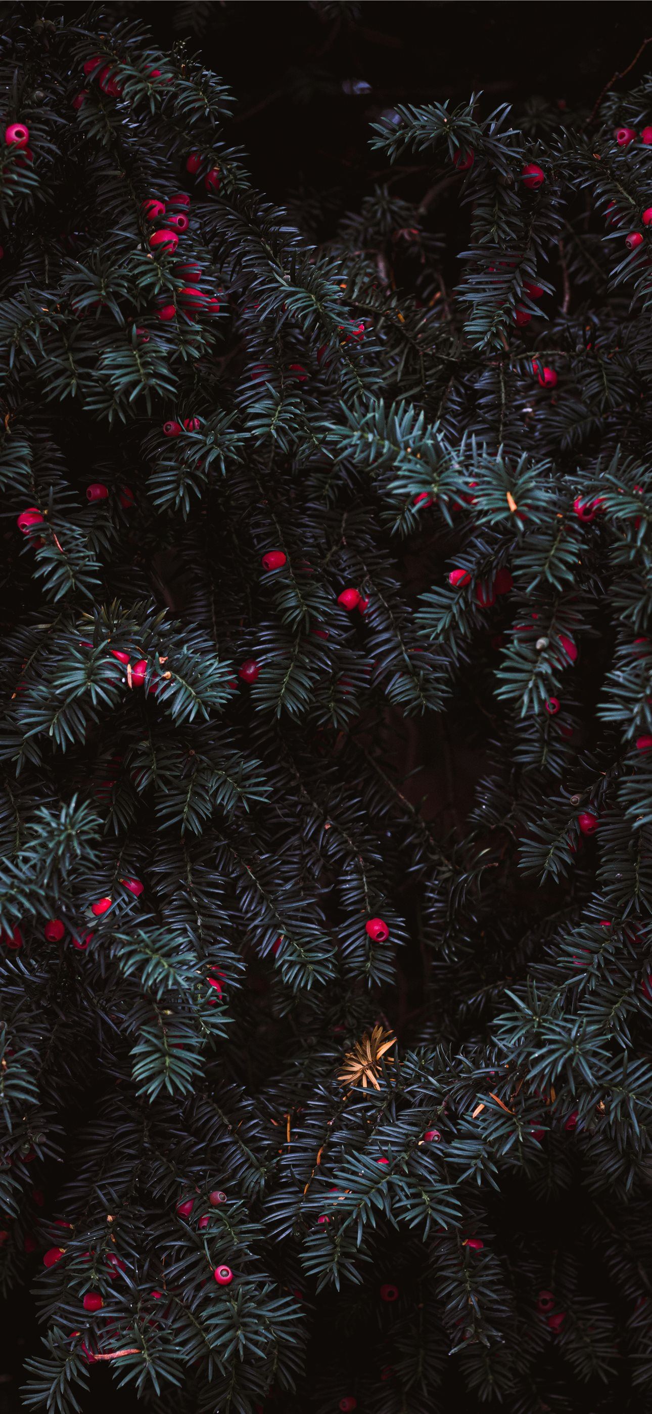 Best Christmas iPhone HD Wallpaper