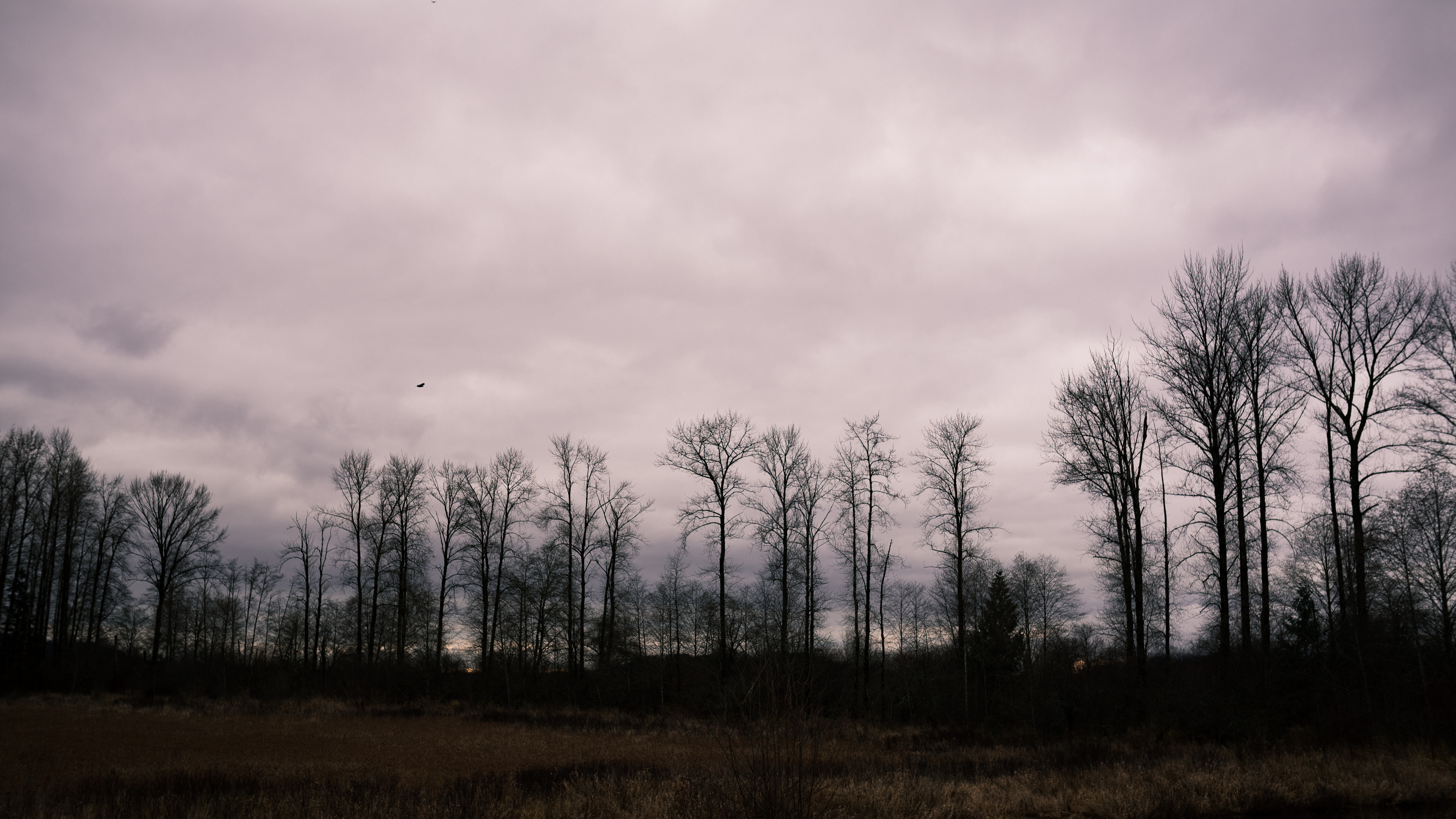 Download wallpaper 6016x3384 trees, cloudy, field, grass HD background