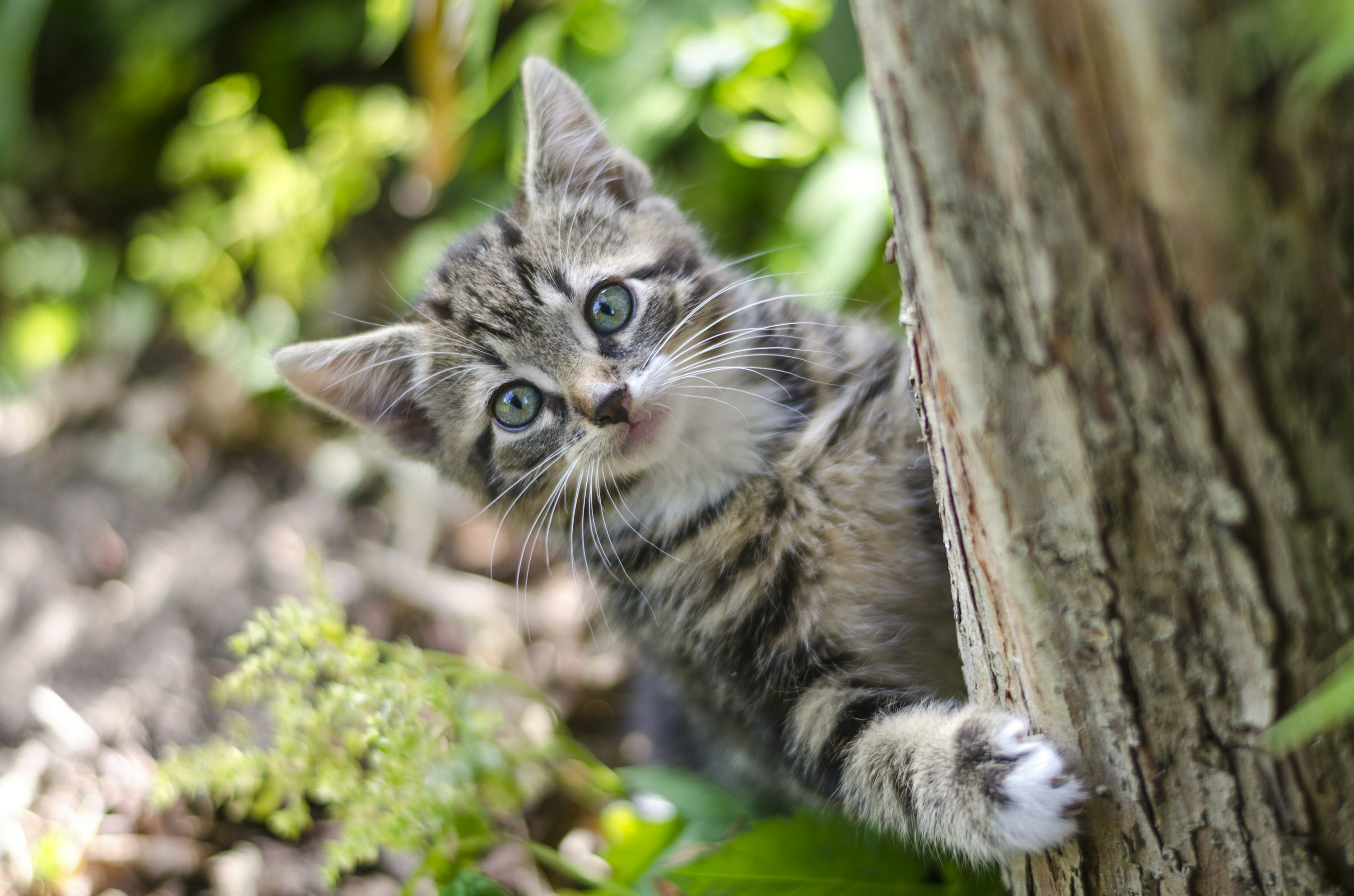 Gray tabby kitten on tree photo
