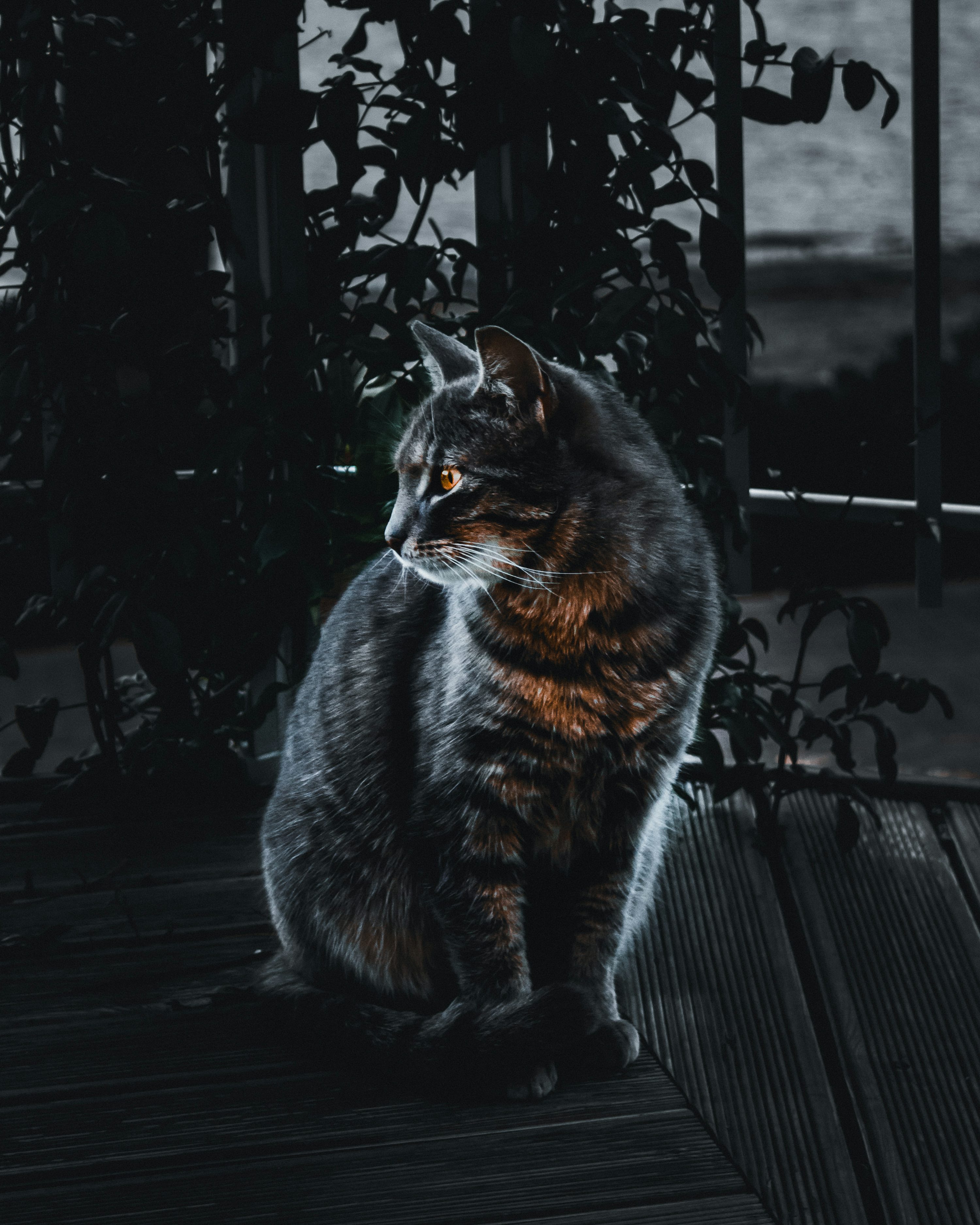 Selective focus of silver tabby cat photo