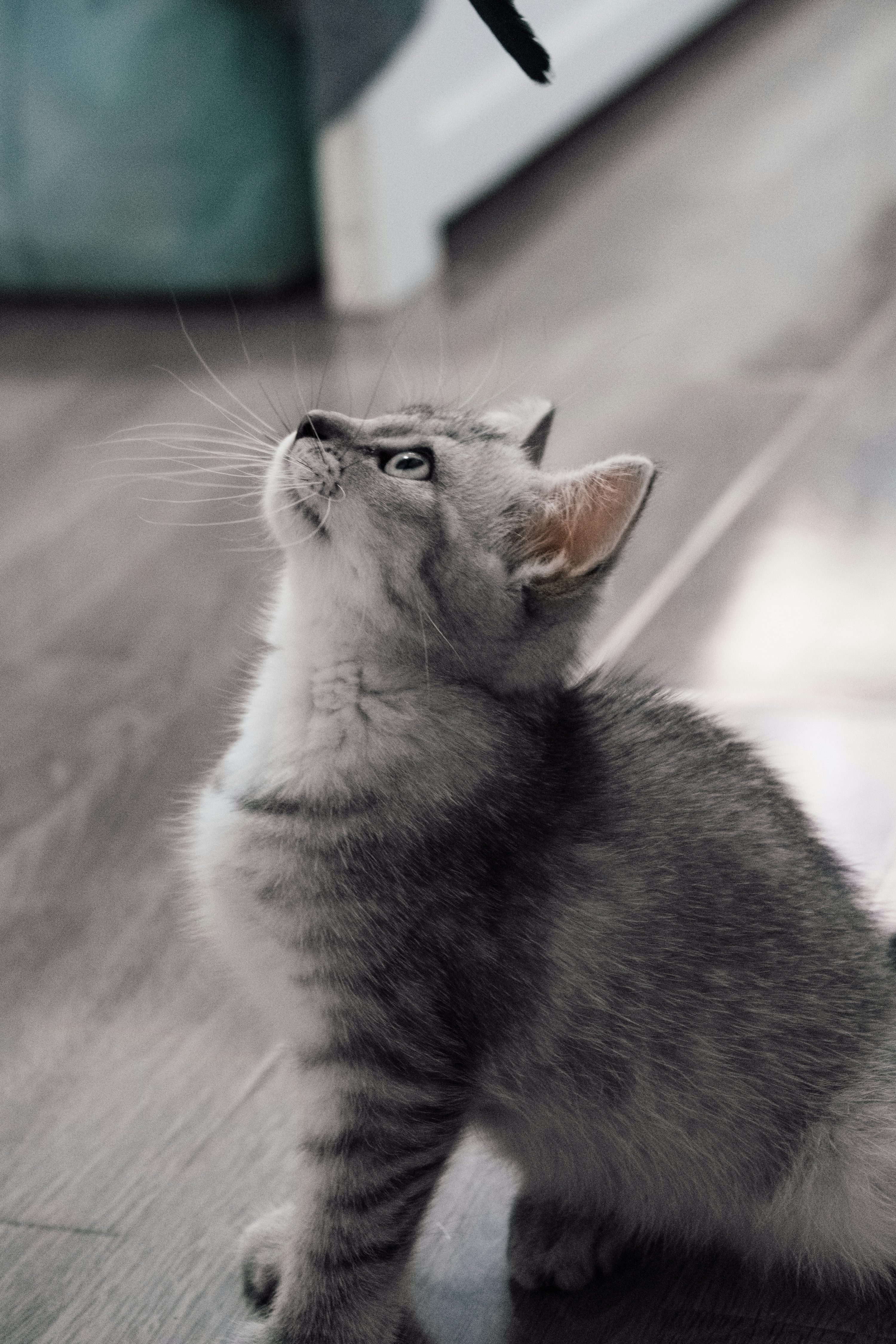 Grey and white tabby kitten photo