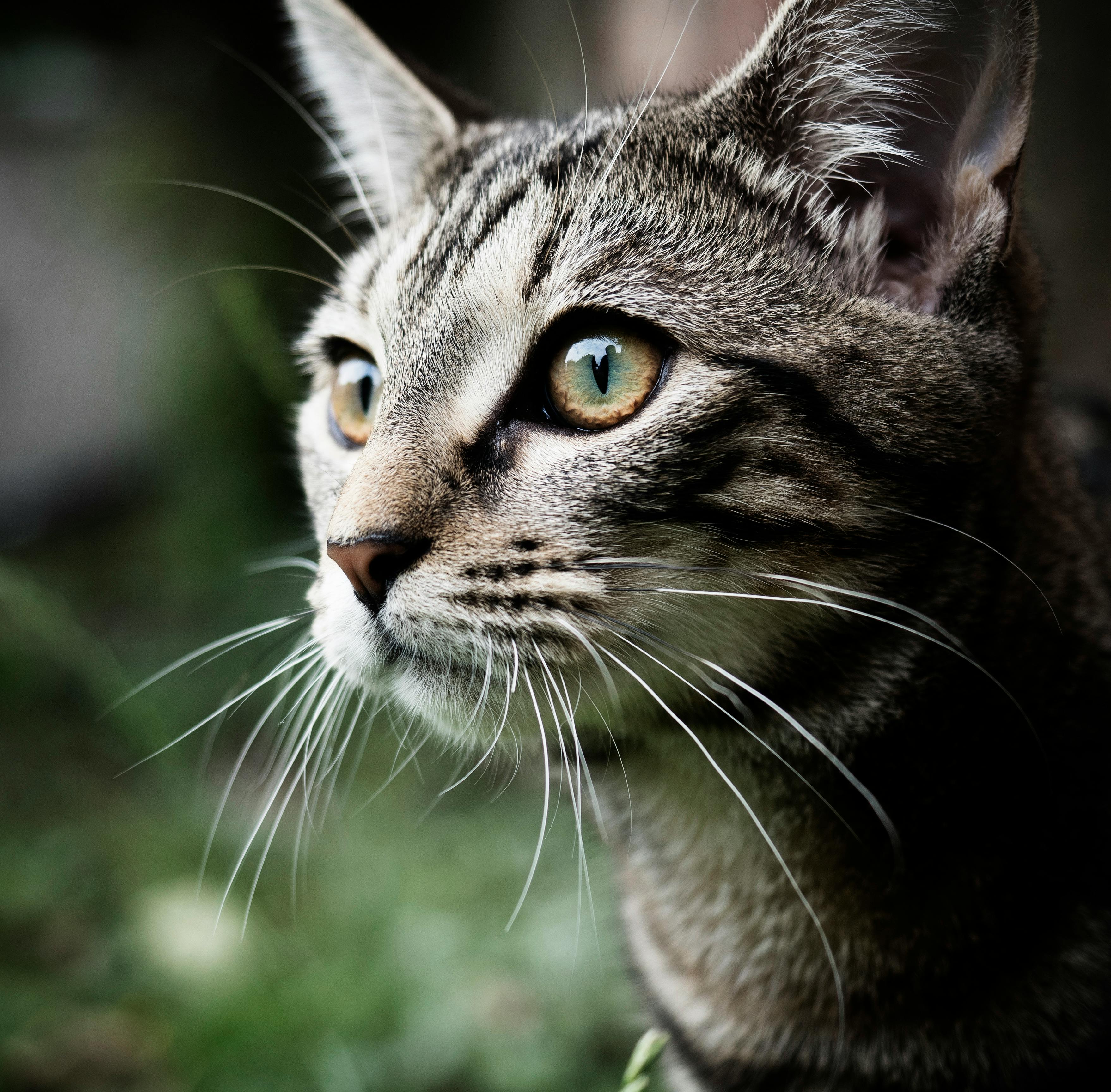 Tabby Cat Photo, Download The BEST Free Tabby Cat & HD Image