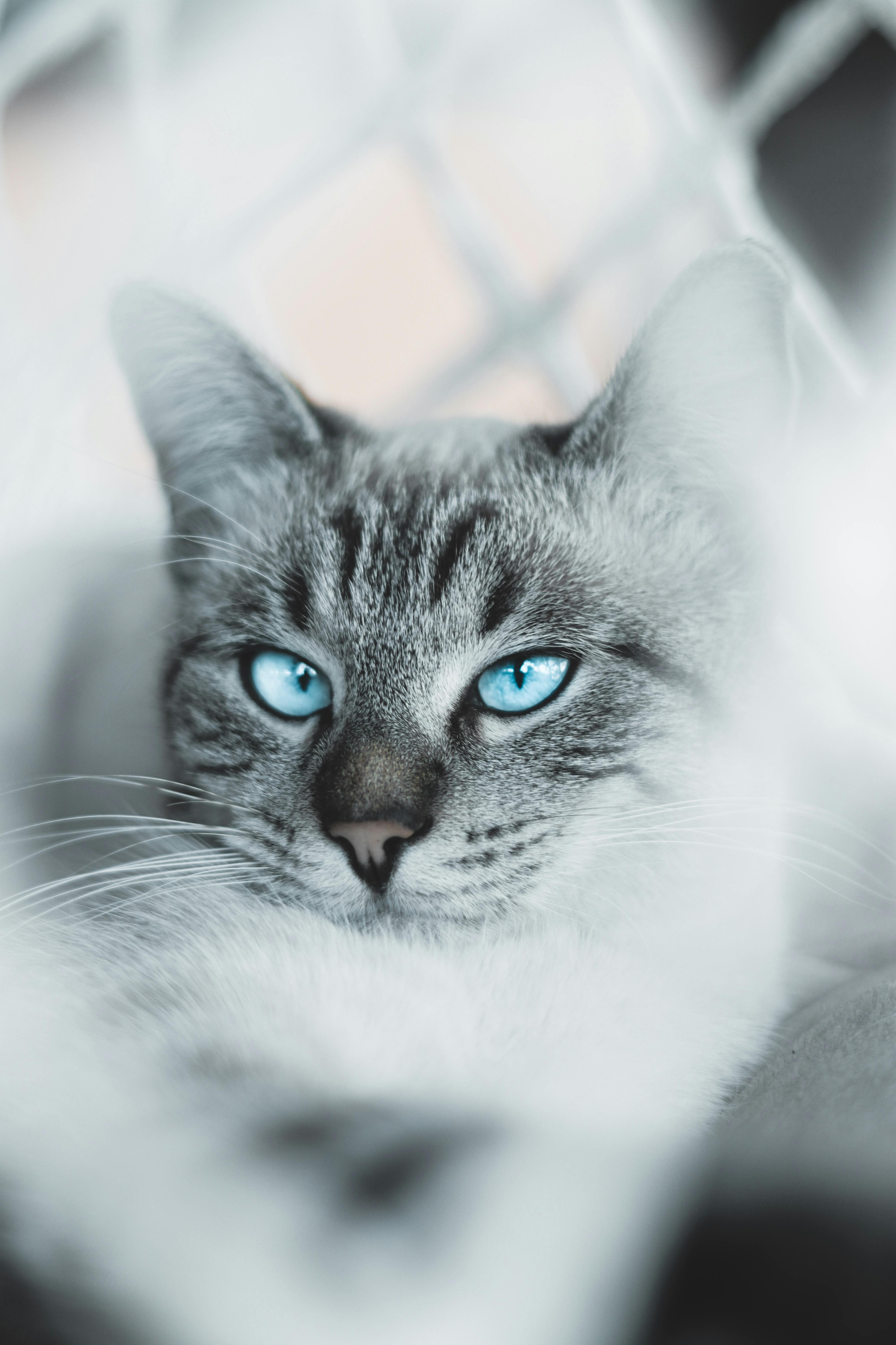 White and Grey Tabby Cat · Free
