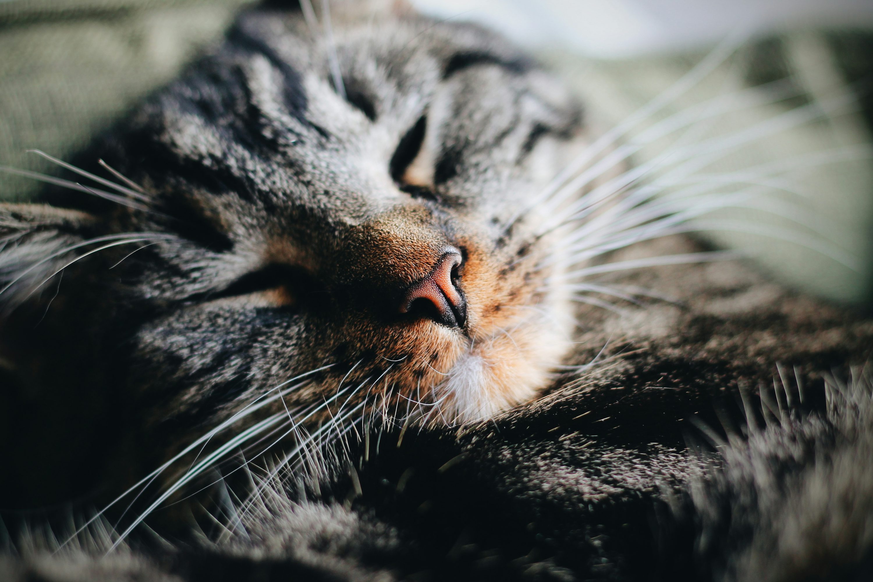 Black and gray tabby cat photo