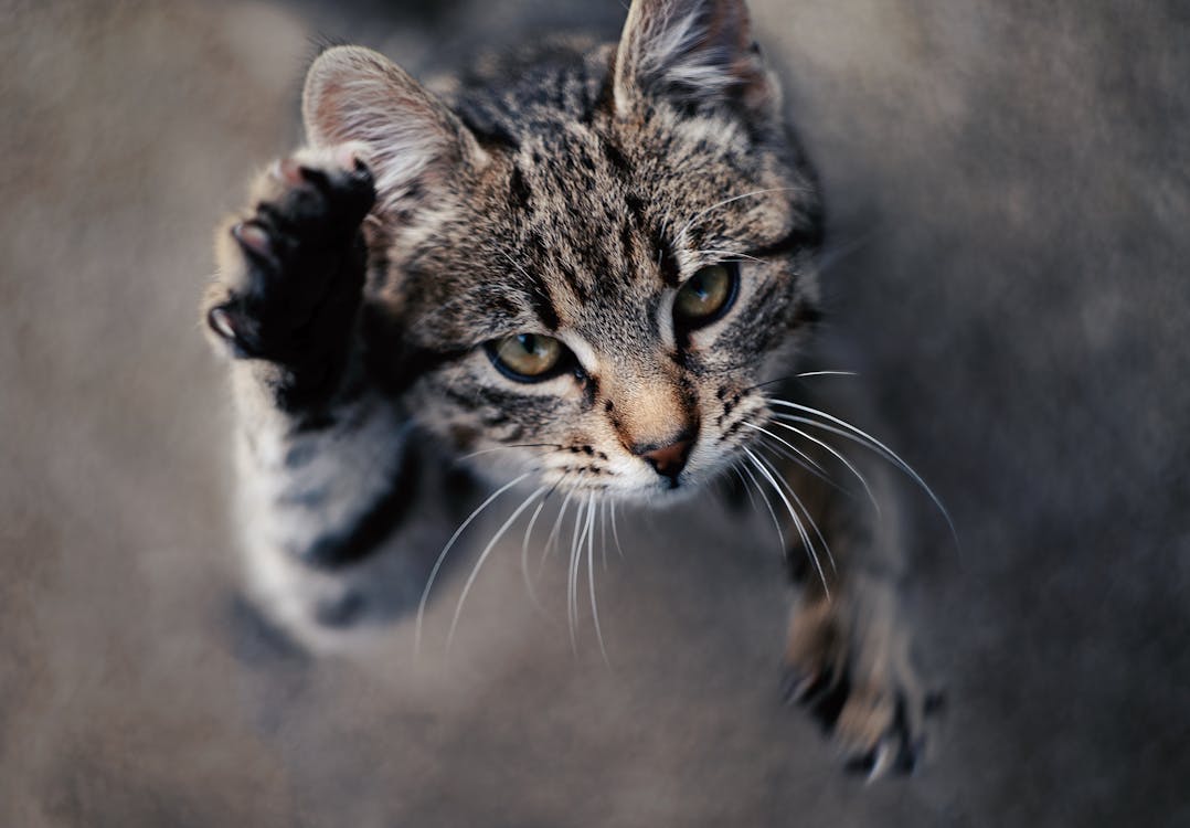 Tabby Cat · Free