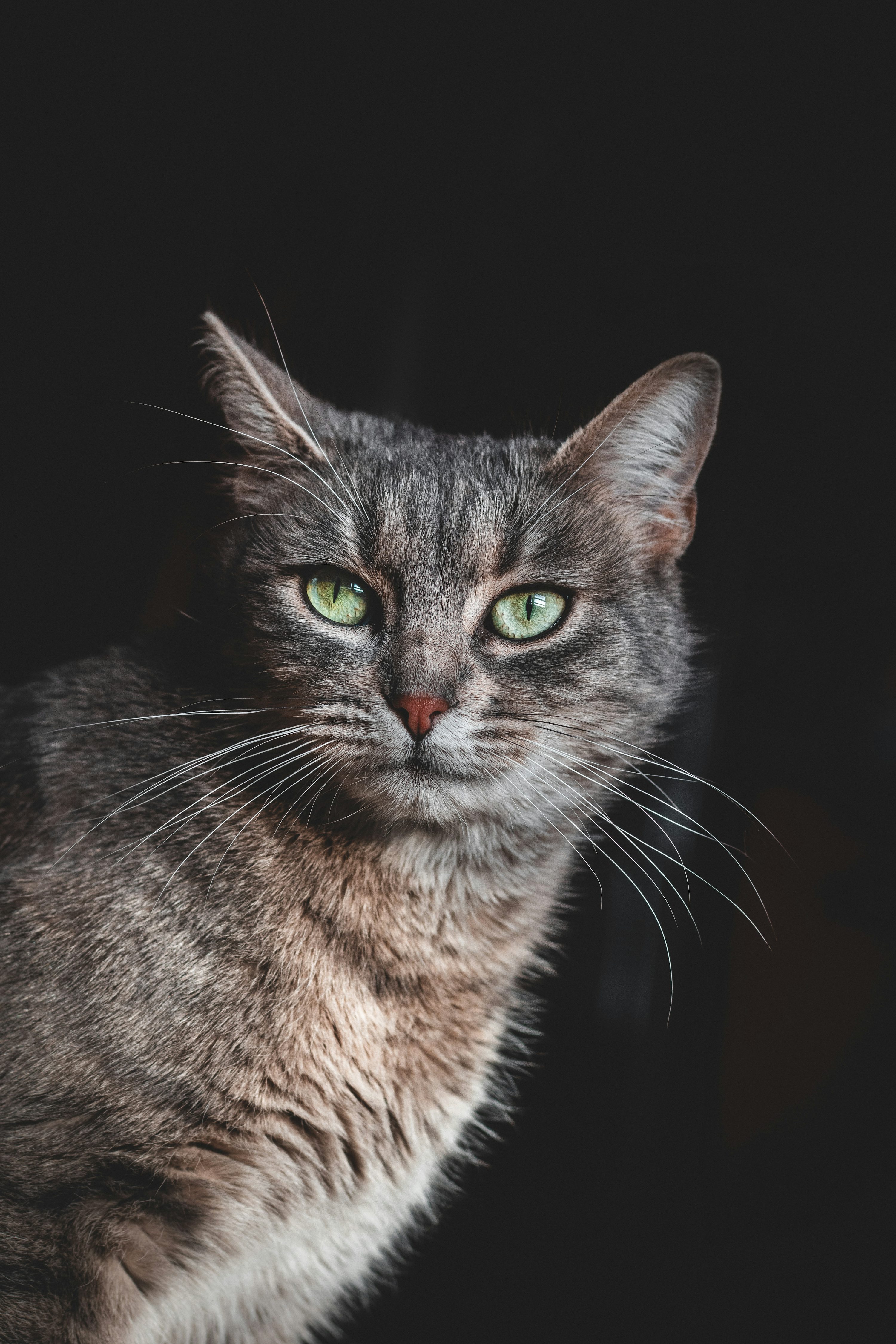 Brown tabby cat in black background photo
