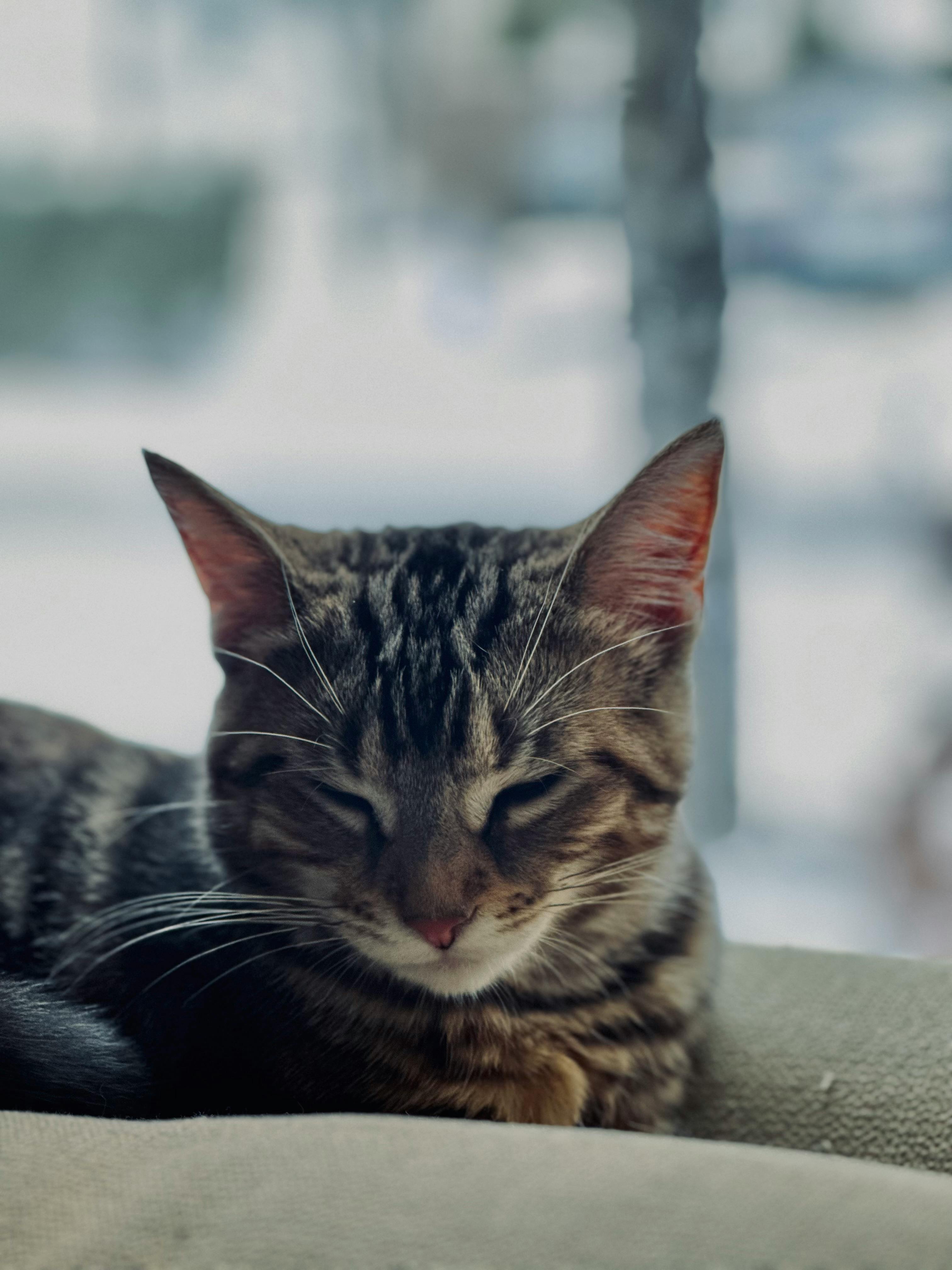 Close Up Shot Of A Gray Tabby Cat · Free