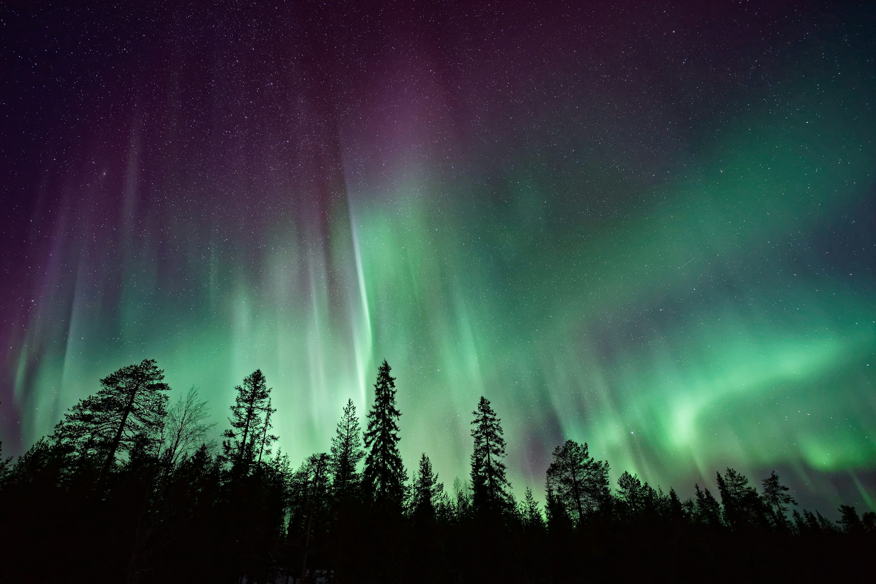 Silhouette of trees near Aurora Borealis at night photo