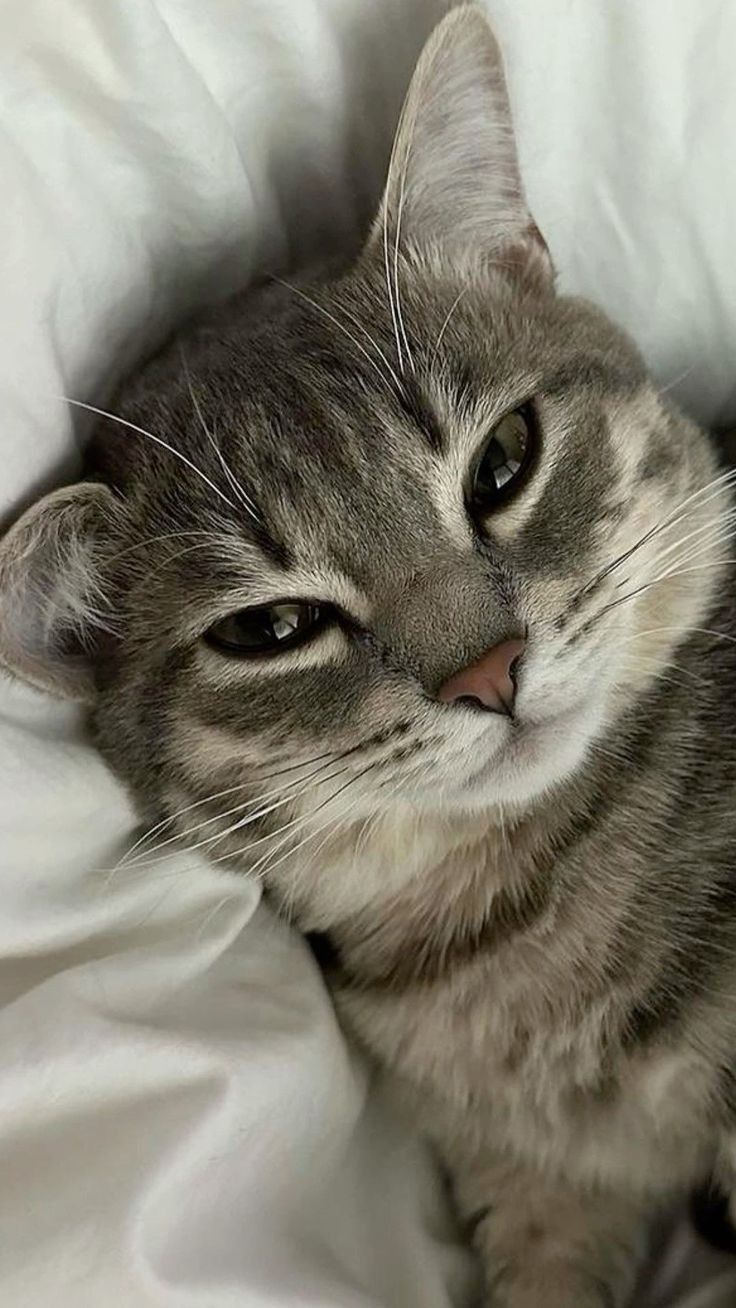cute cat wallpaper